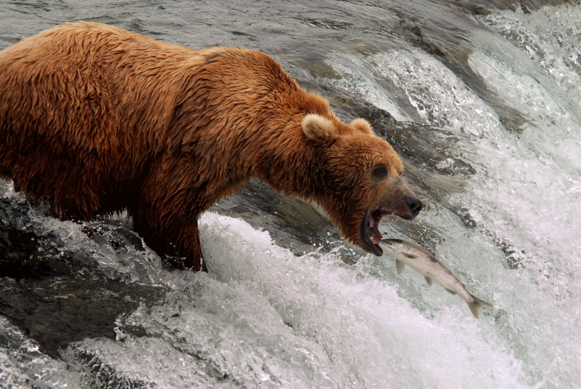 Katmai National Park & Preserve