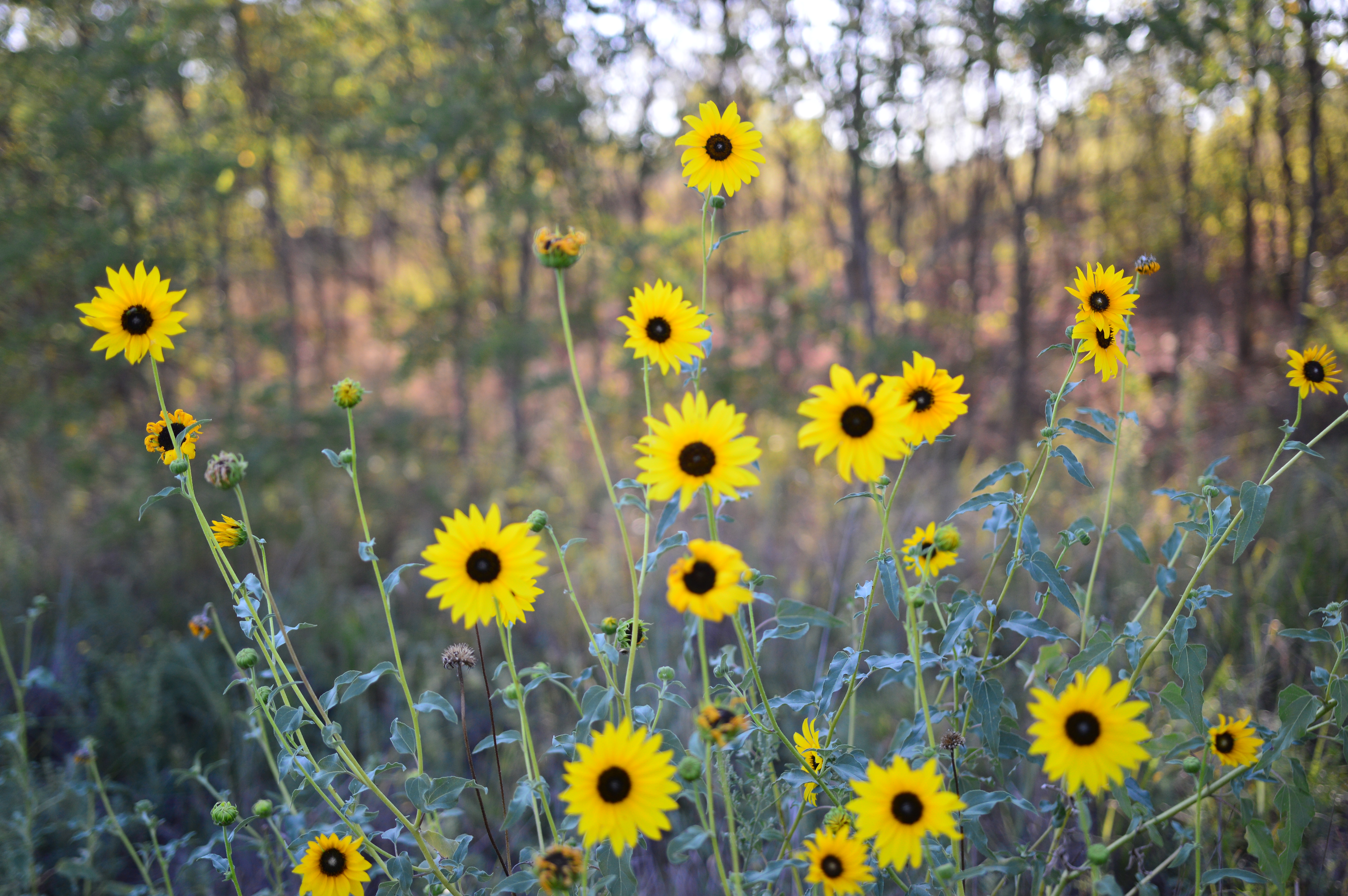 Sand Hills State Park