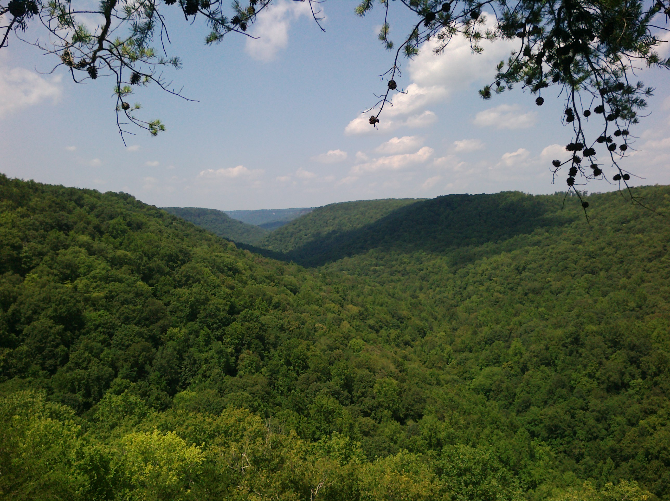 Savage Gulf State Park