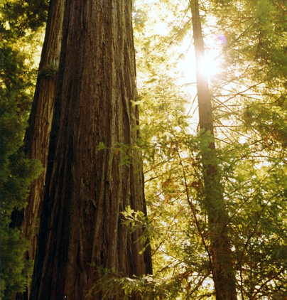 Richardson Grove State Park