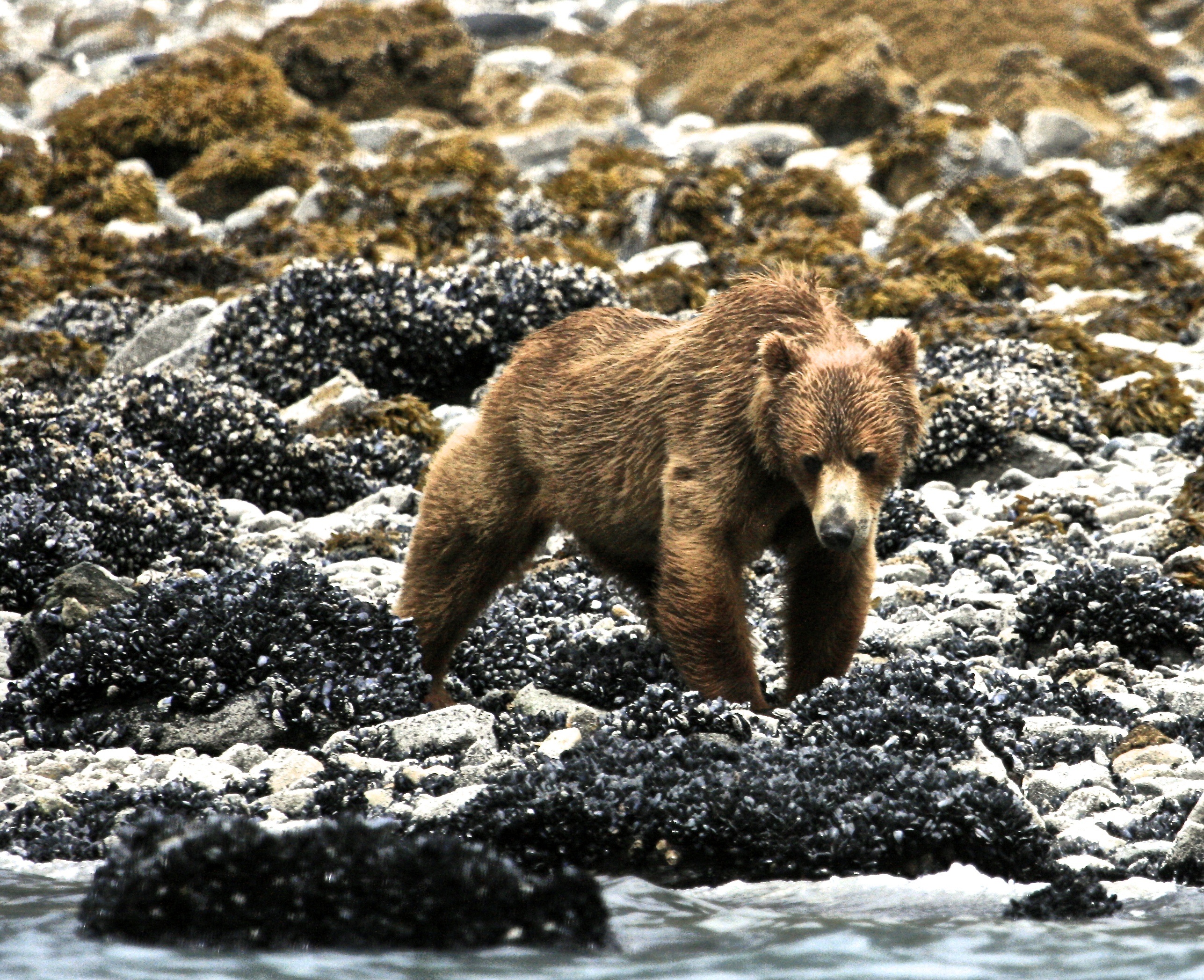 Glacier Bay National Park & Preserve
