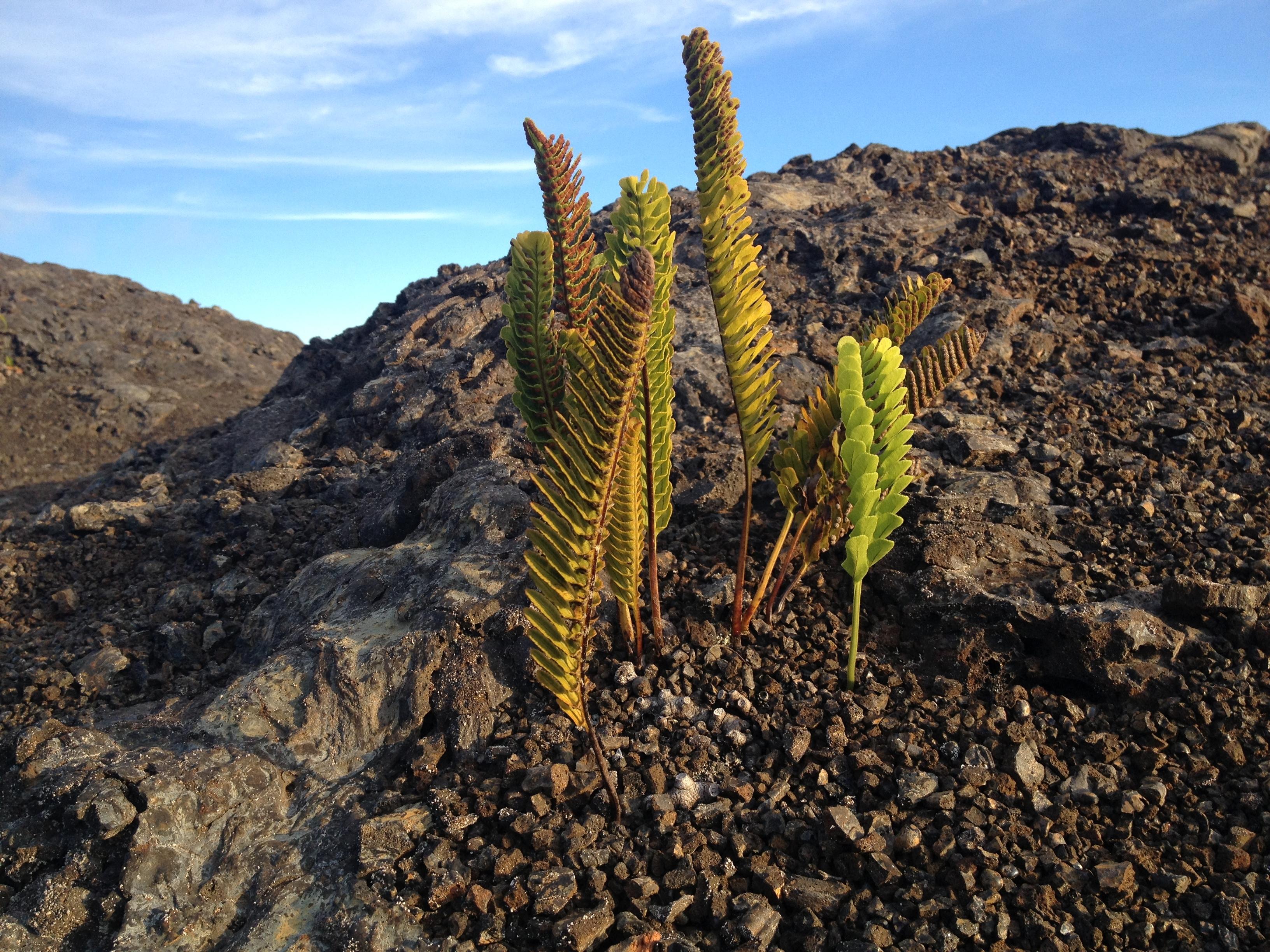 Hawaiʻi Volcanoes National Park