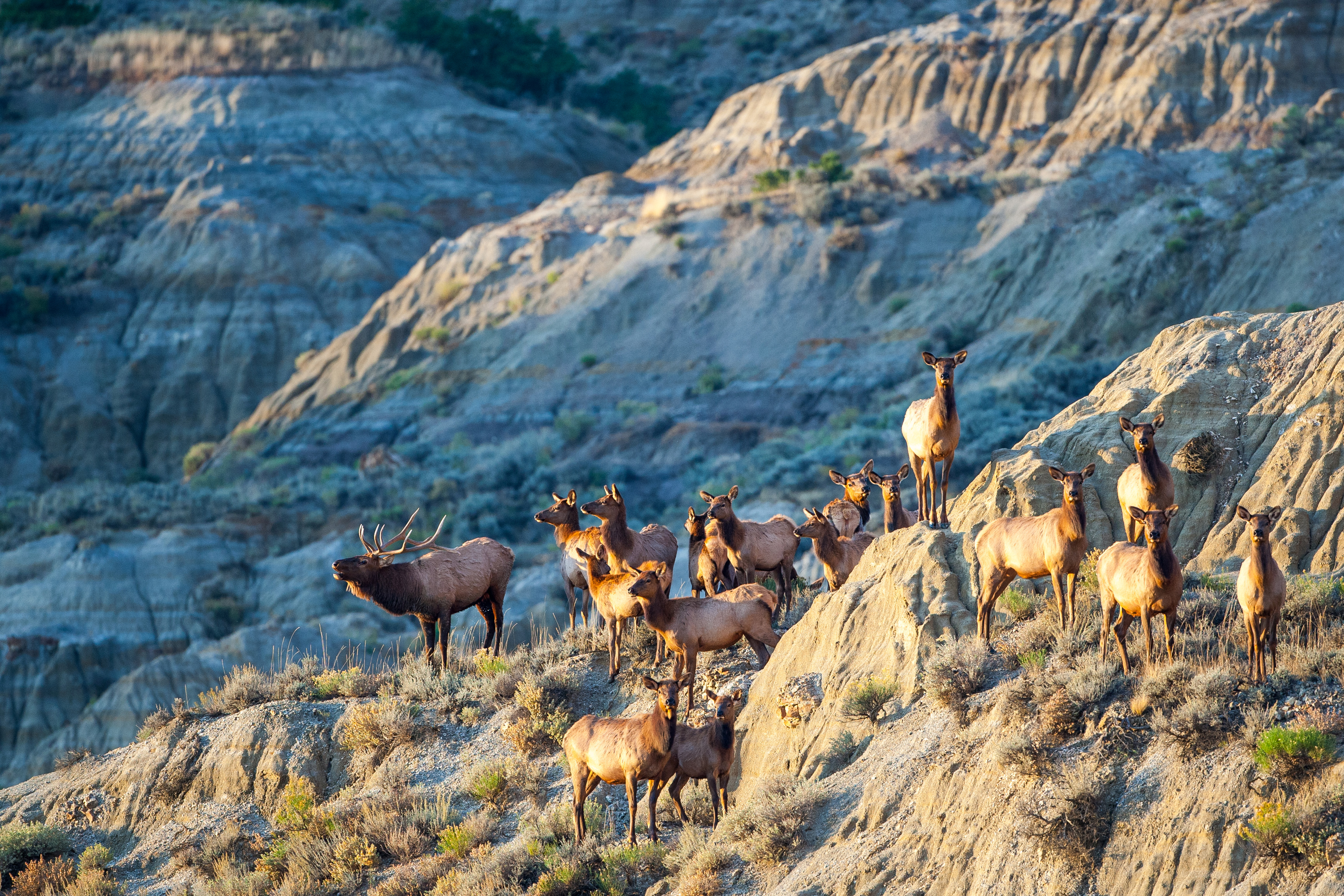 Theodore Roosevelt National Park