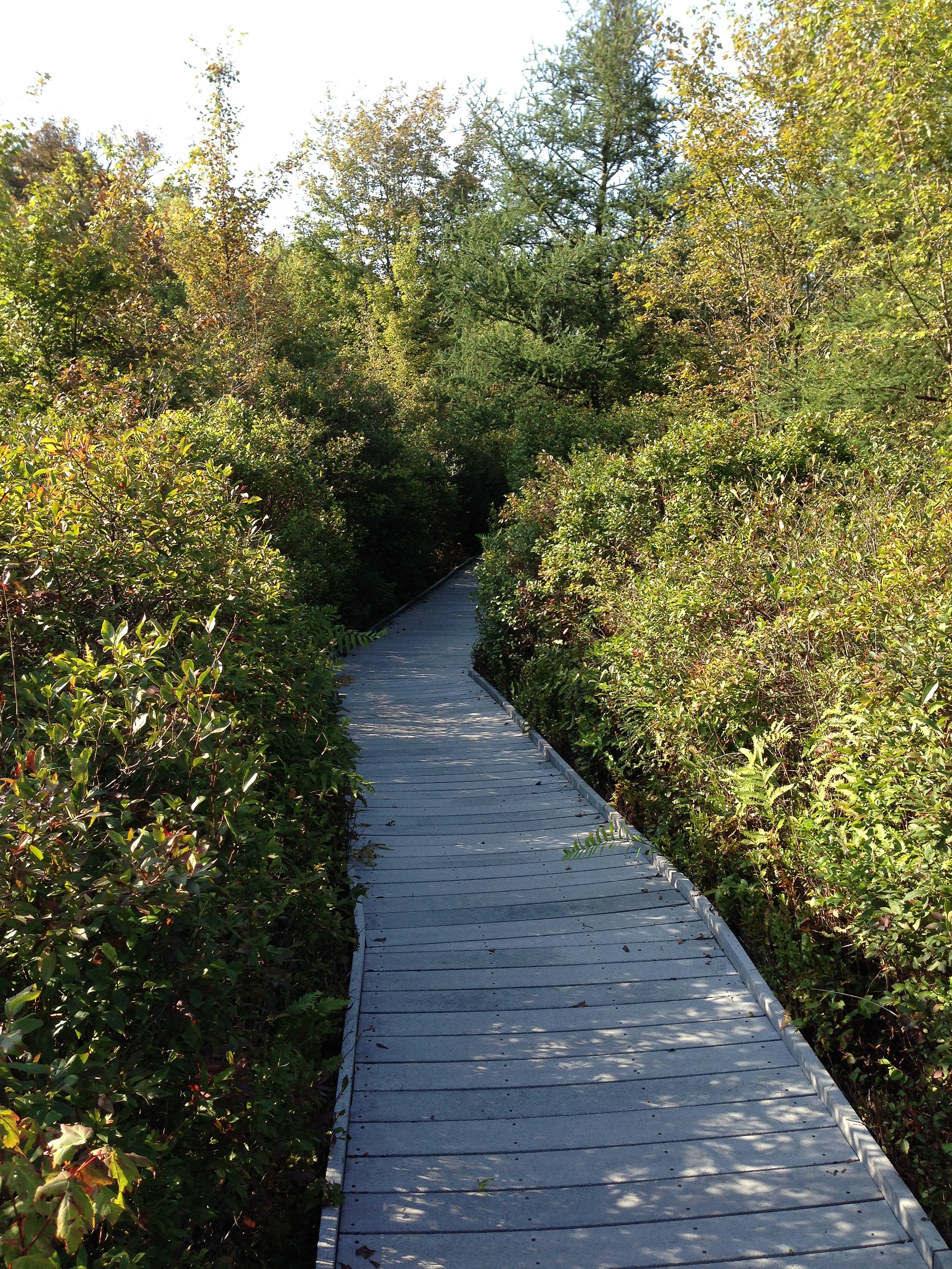 Kent (Cooperrider) Bog State Nature Preserve State Park