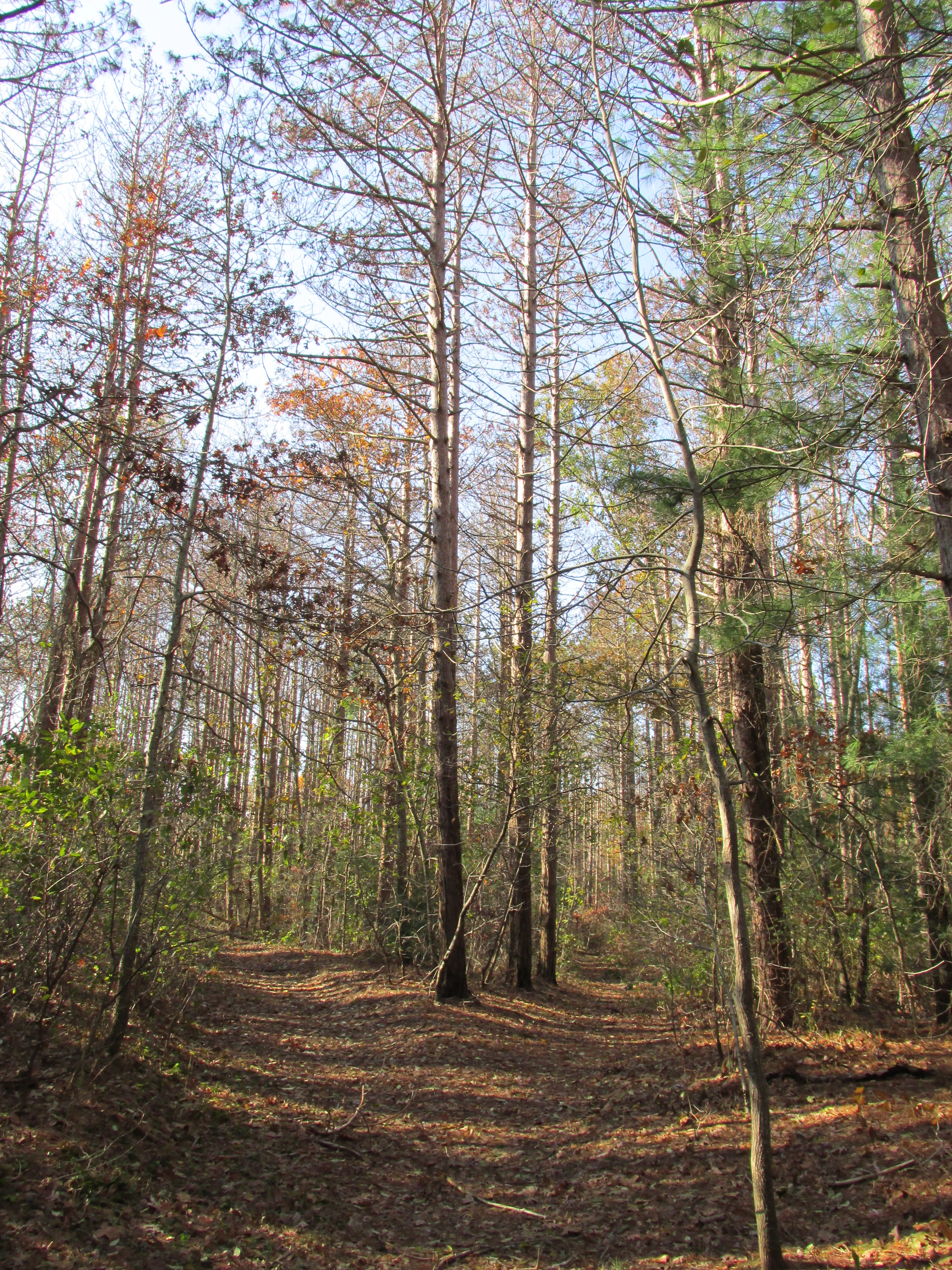Shawme-Crowell State Forest State Park