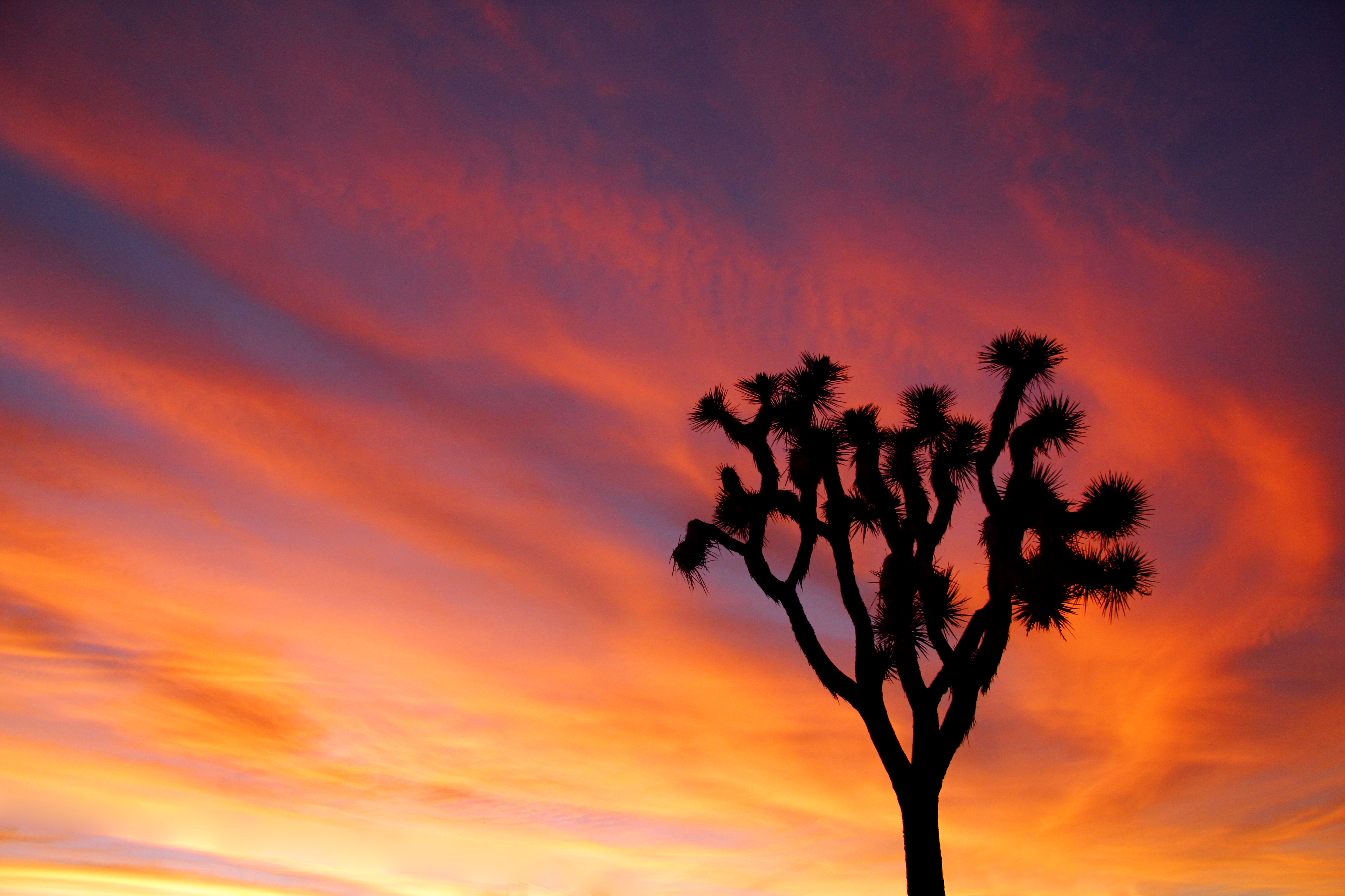 Joshua Tree National Park