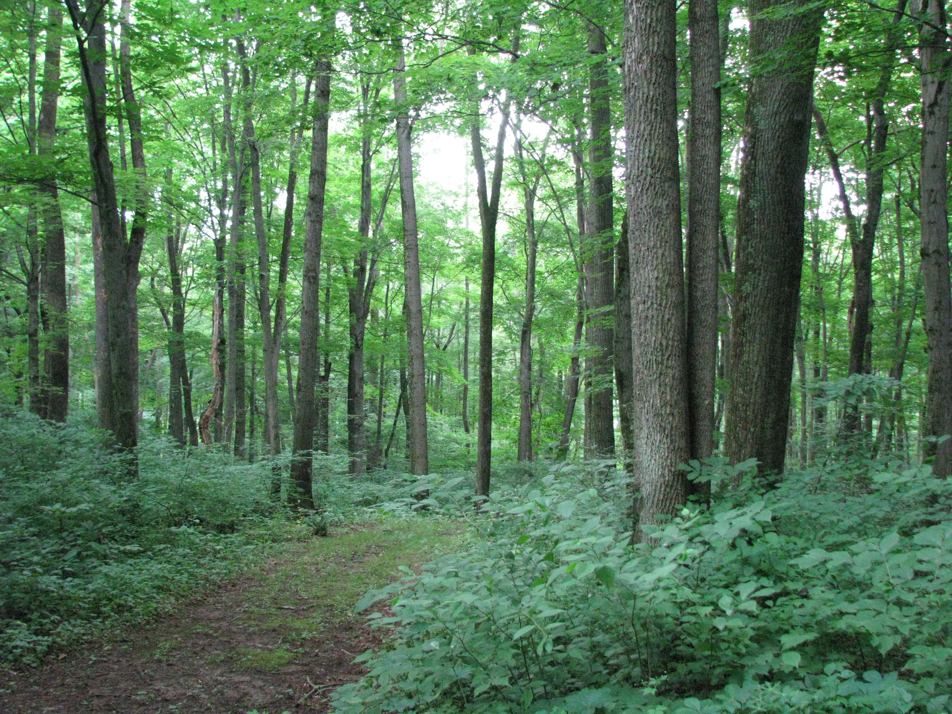 Warriors Path State Park
