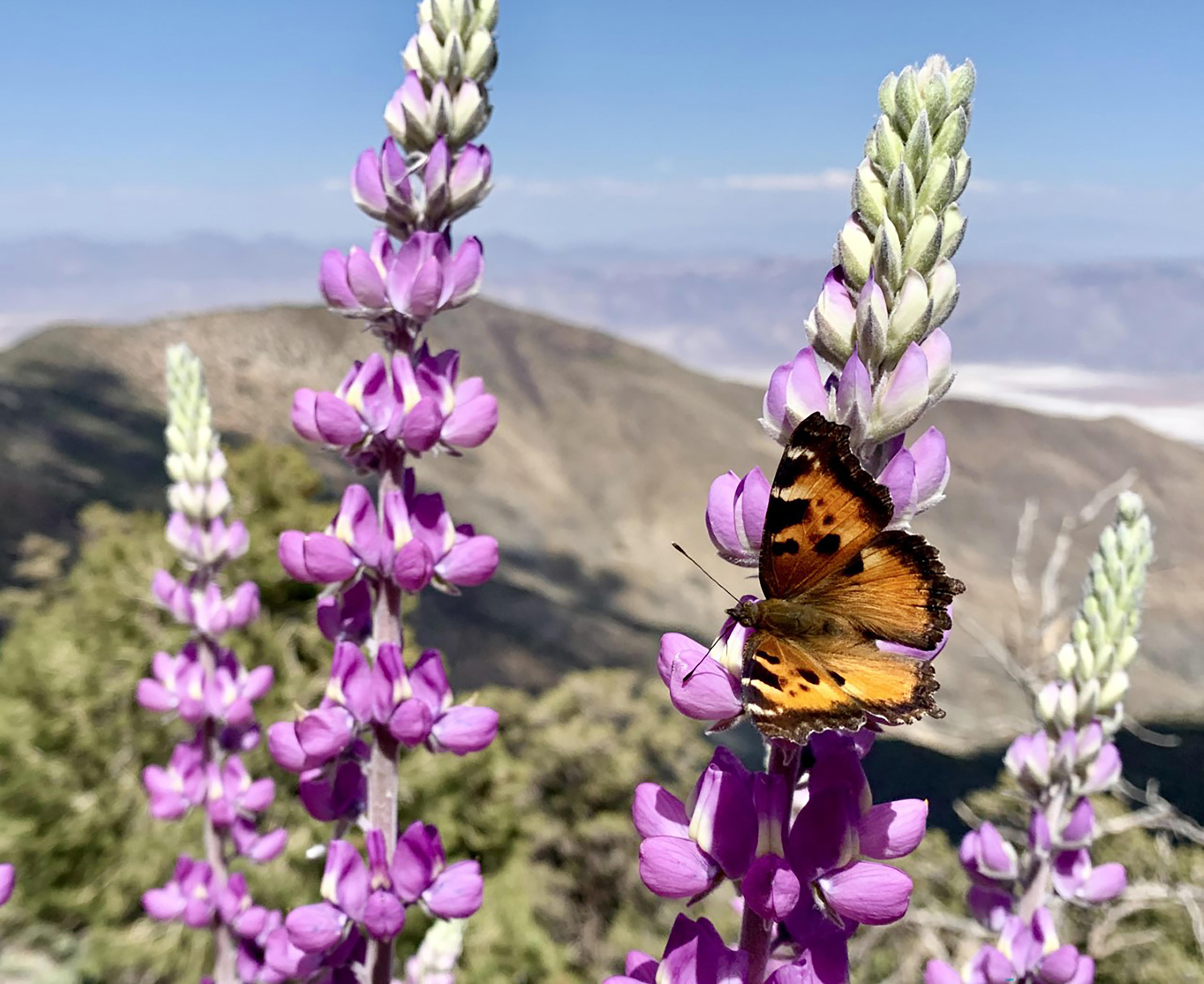 Death Valley National Park
