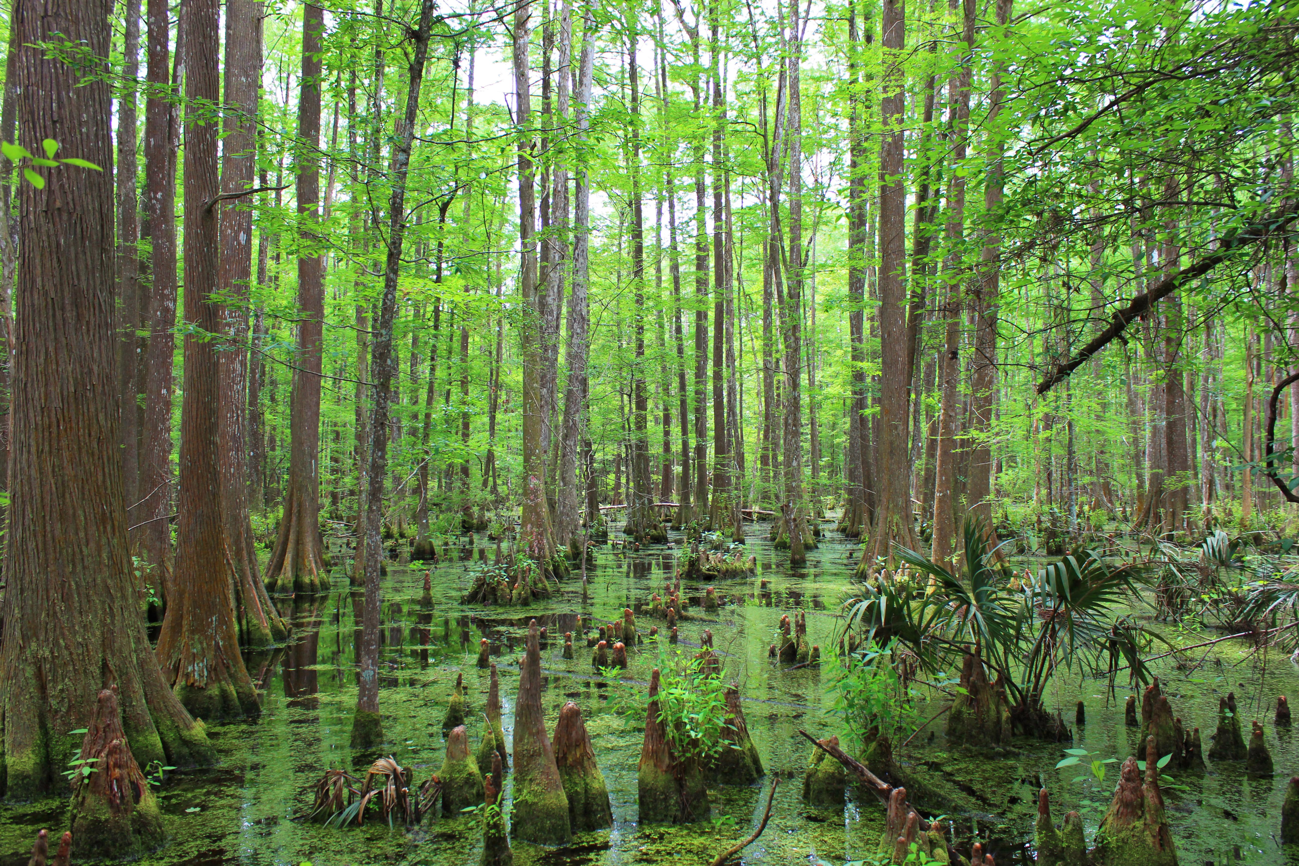 Big Thicket National Preserve