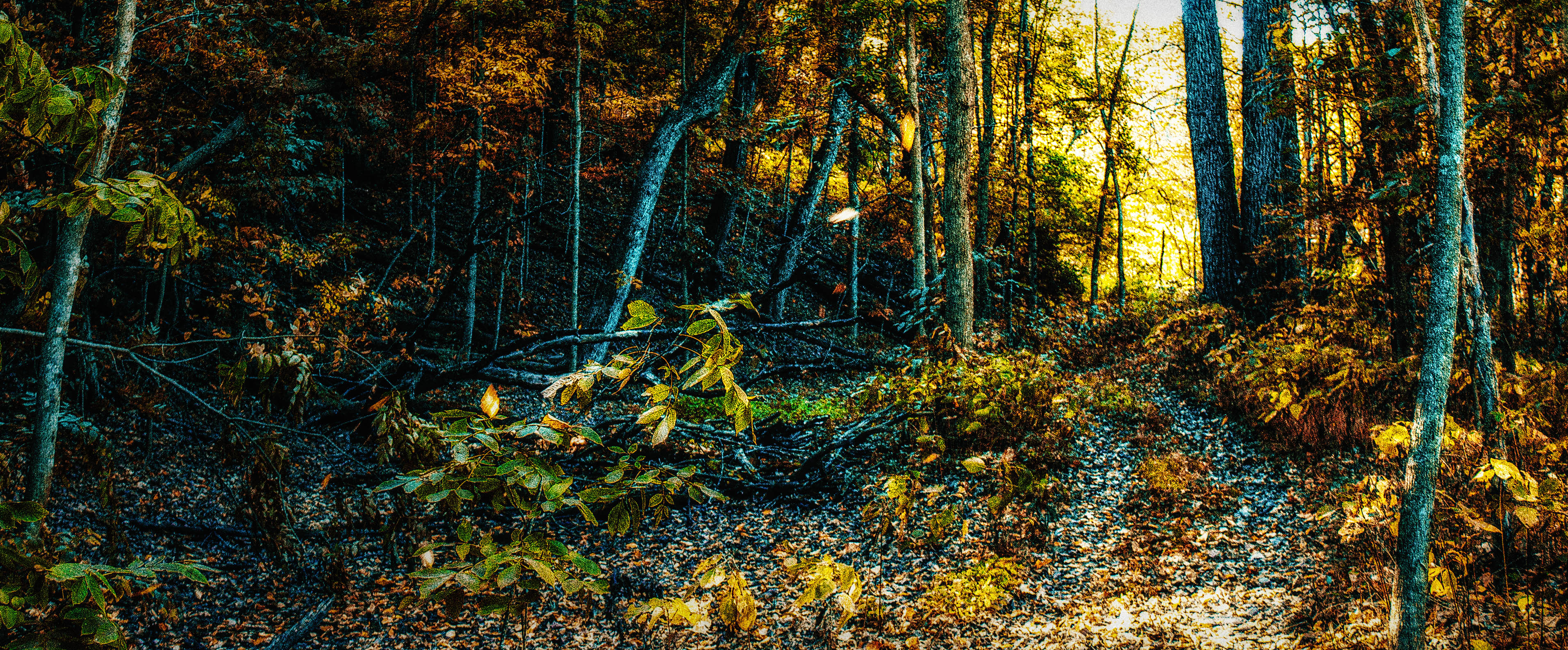Franklin Creek State Natural Area State Park