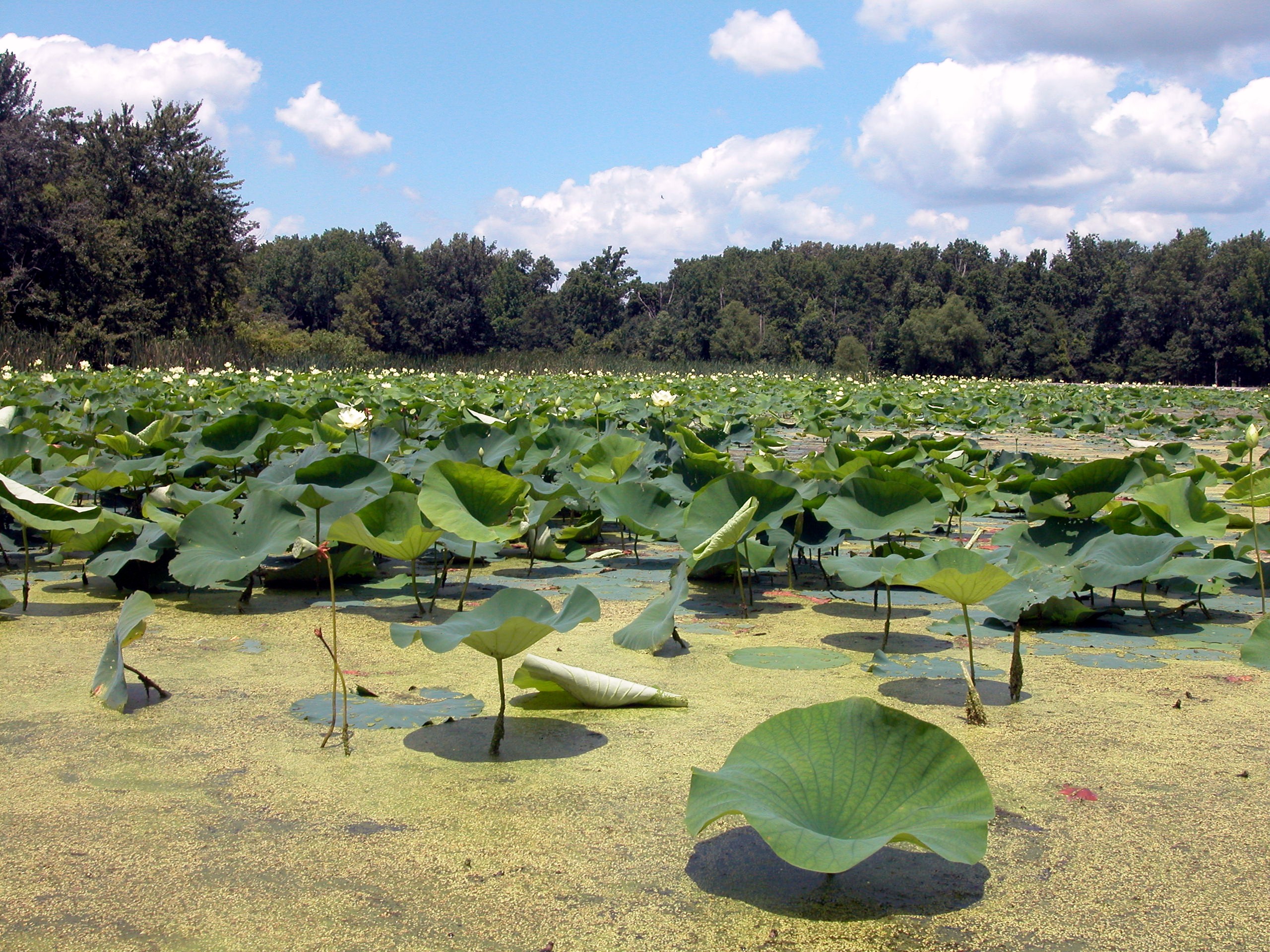 Mermet Lake State Fish and Wildlife Area State Park