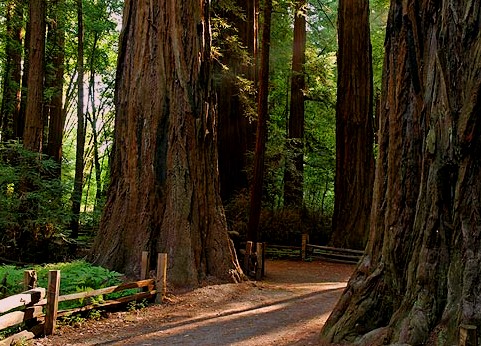 Henry Cowell Redwoods State Park