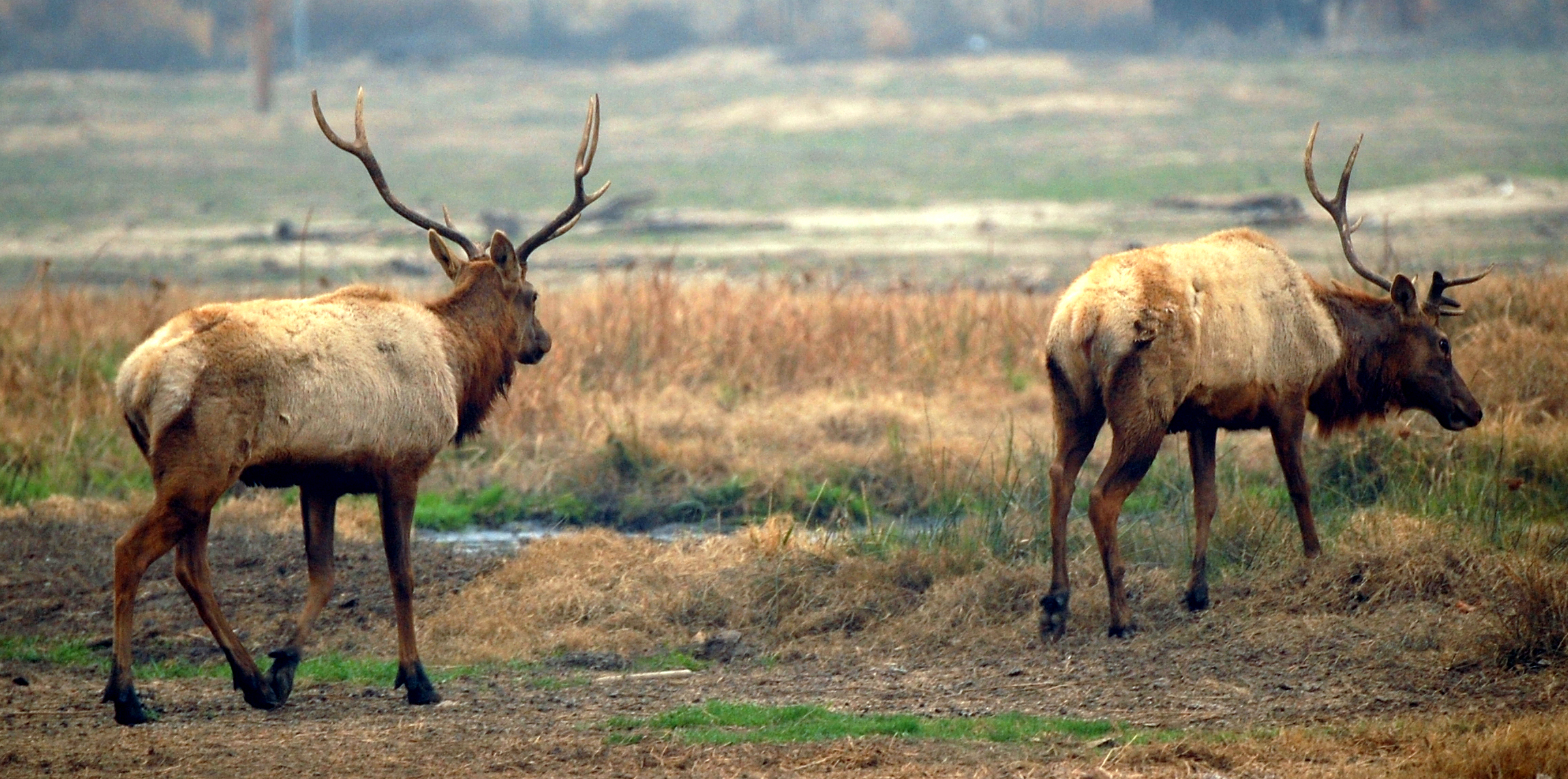 Tule Elk State Natural Reserve State Park