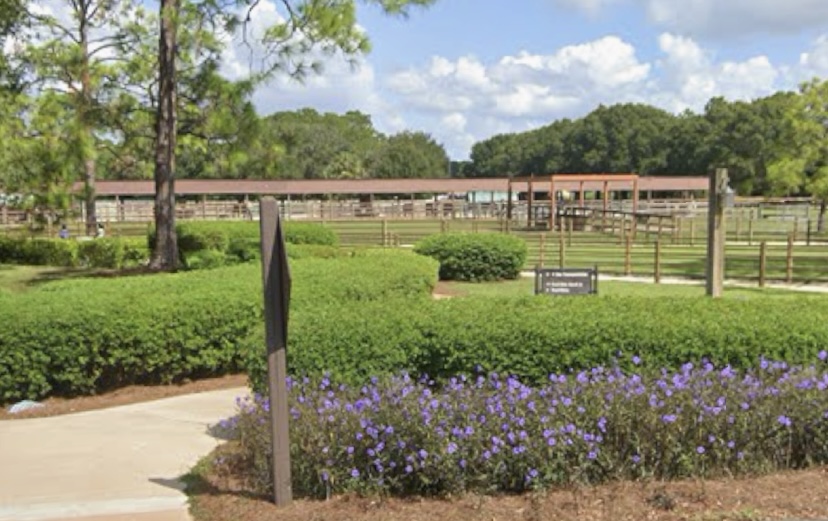 Horseback Trail Rides