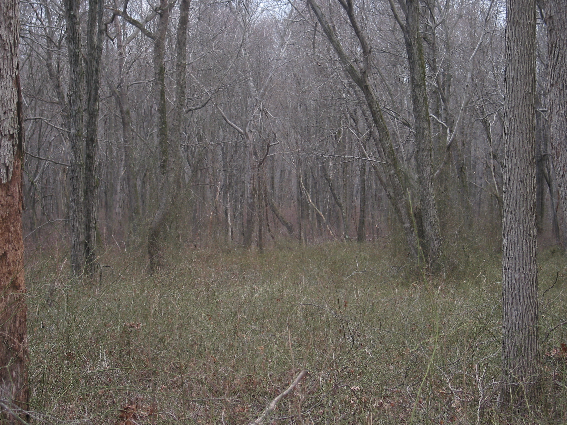 Pigeon Swamp State Park