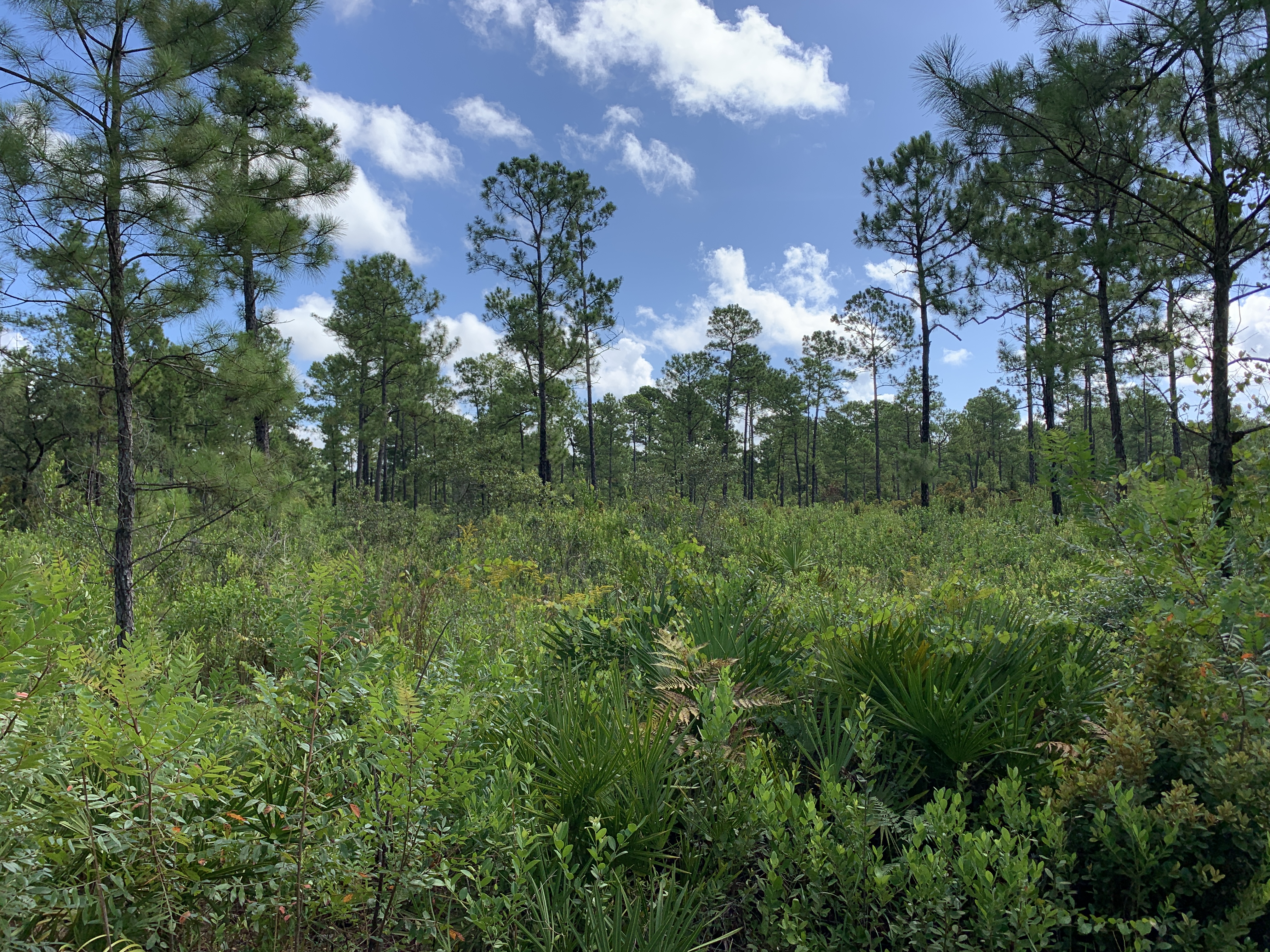 Price's Scrub State Park