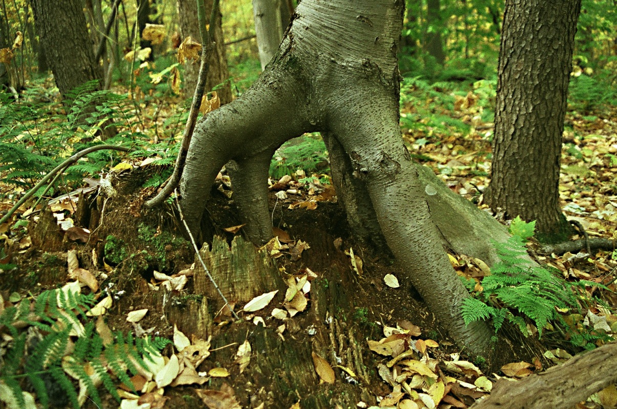 Laurel Ridge State Park