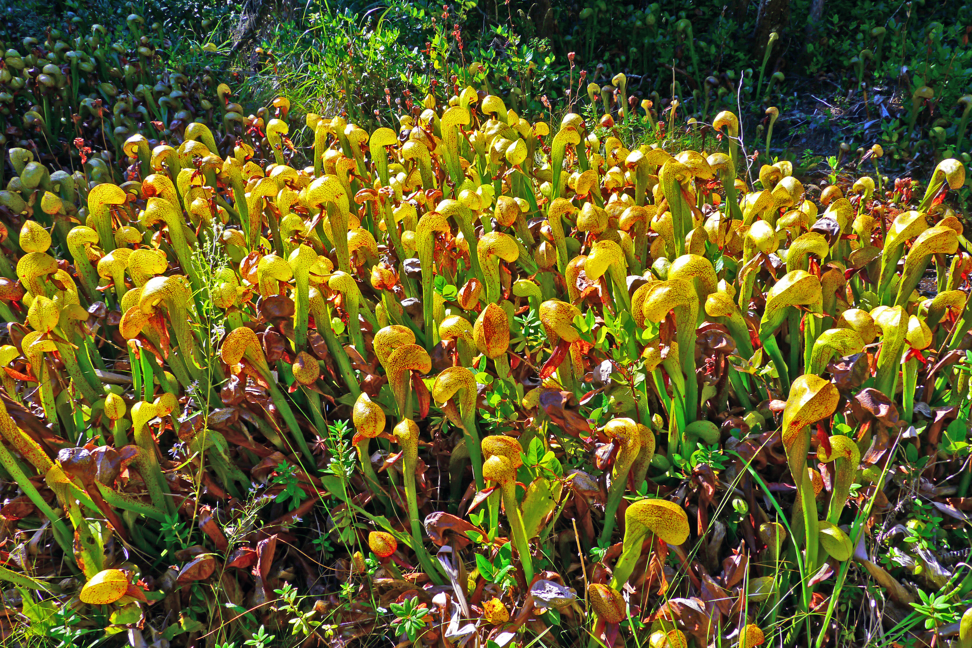 Darlingtonia State Natural Site State Park