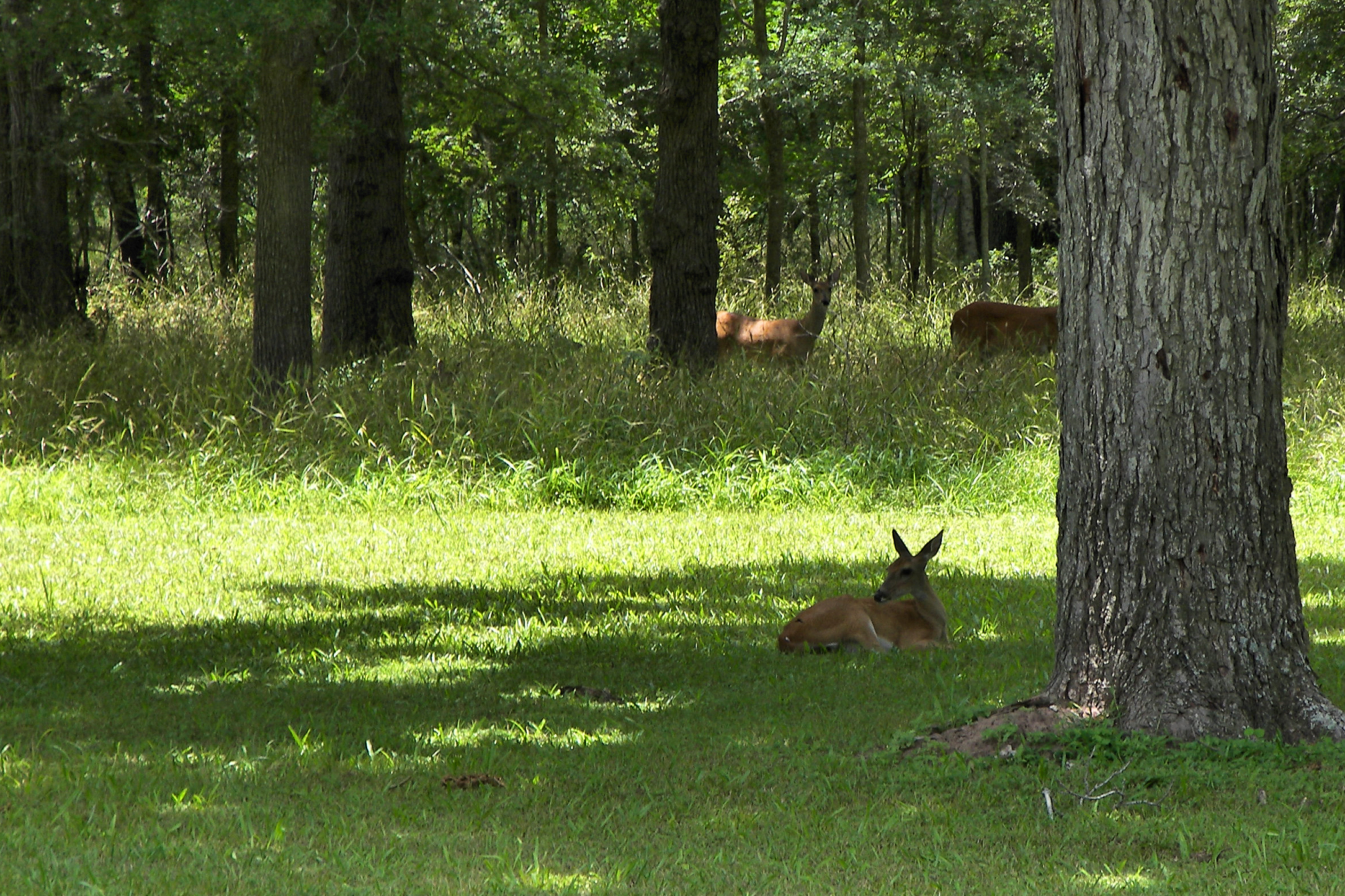 Stephen F. Austin State Park