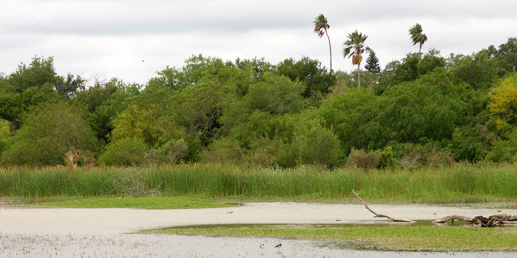 Estero Llano Grande State Park