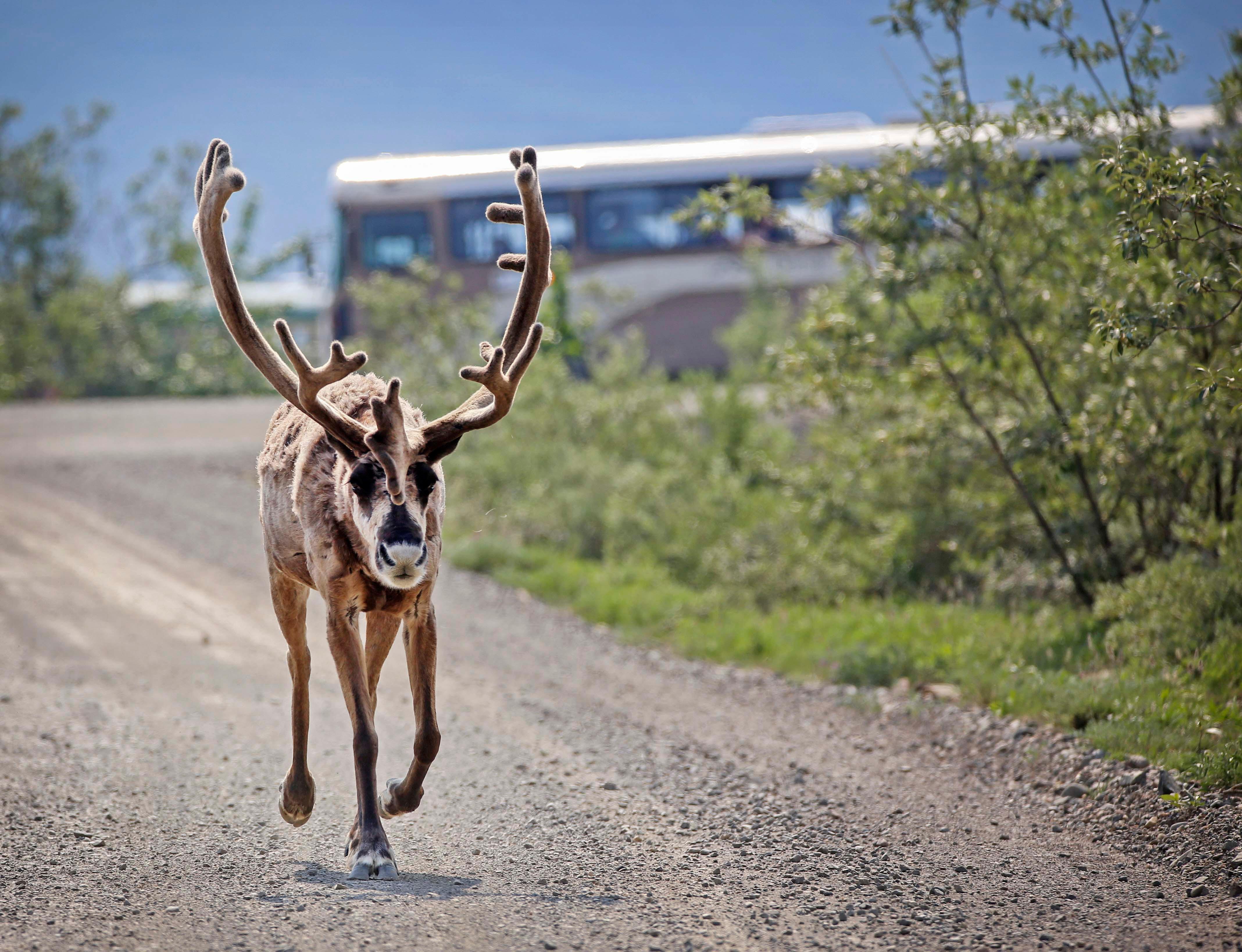 Denali National Park & Preserve