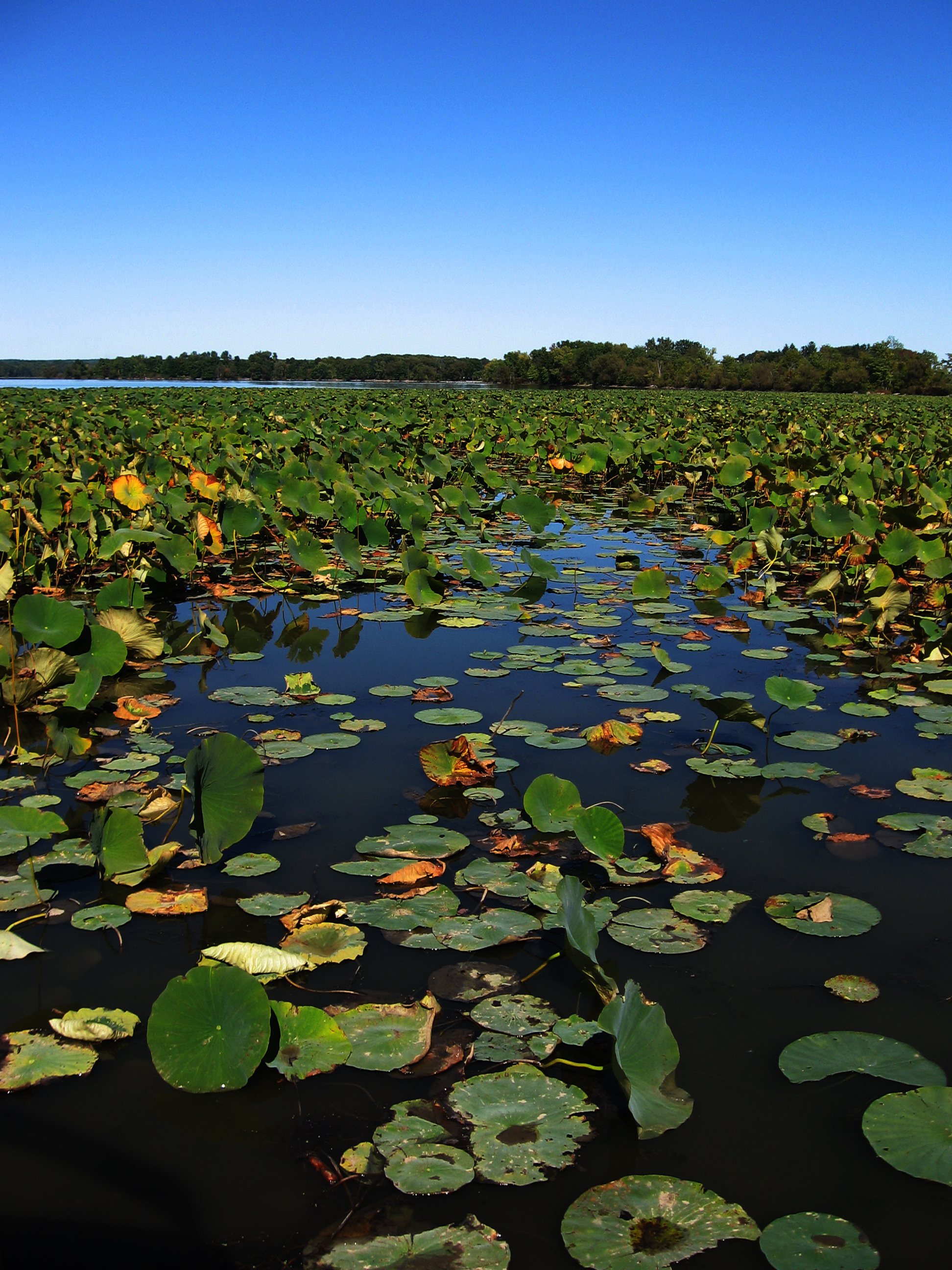 Pymatuning State Park