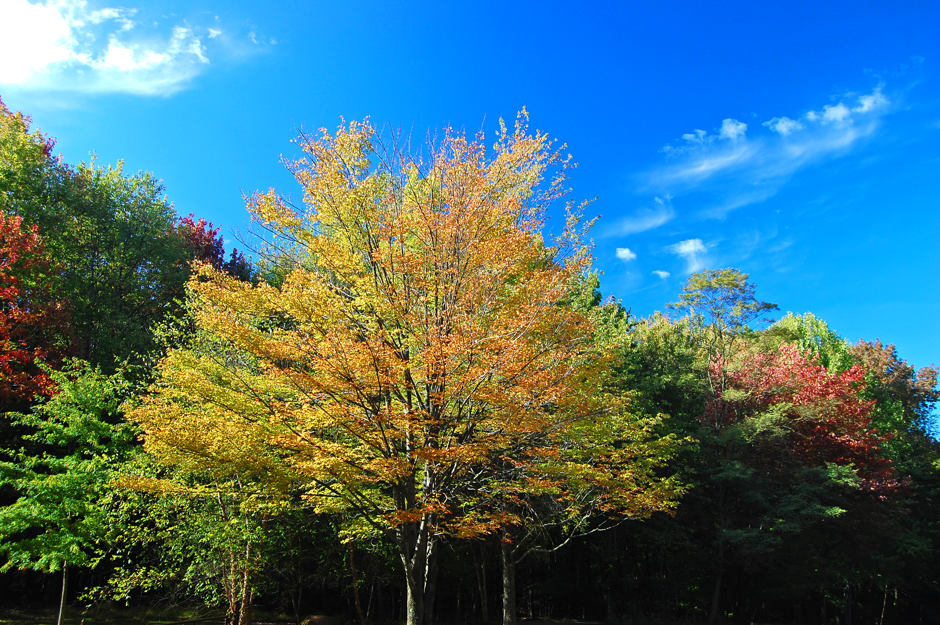 Tinker's Creek State Park