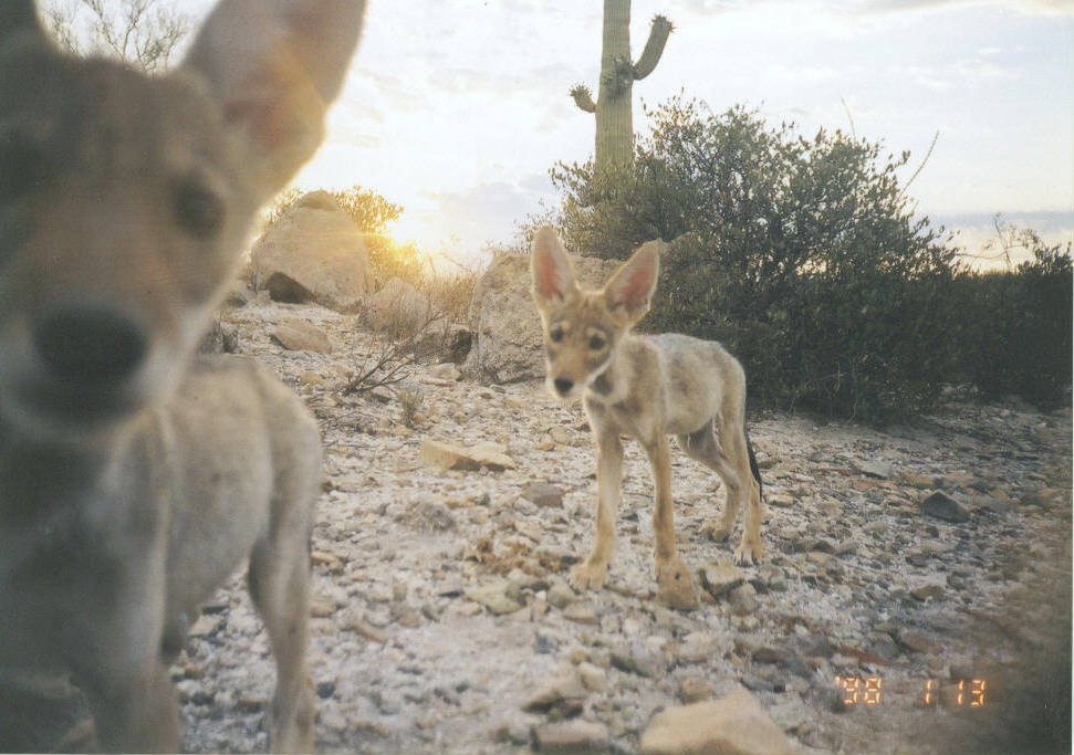 Saguaro National Park