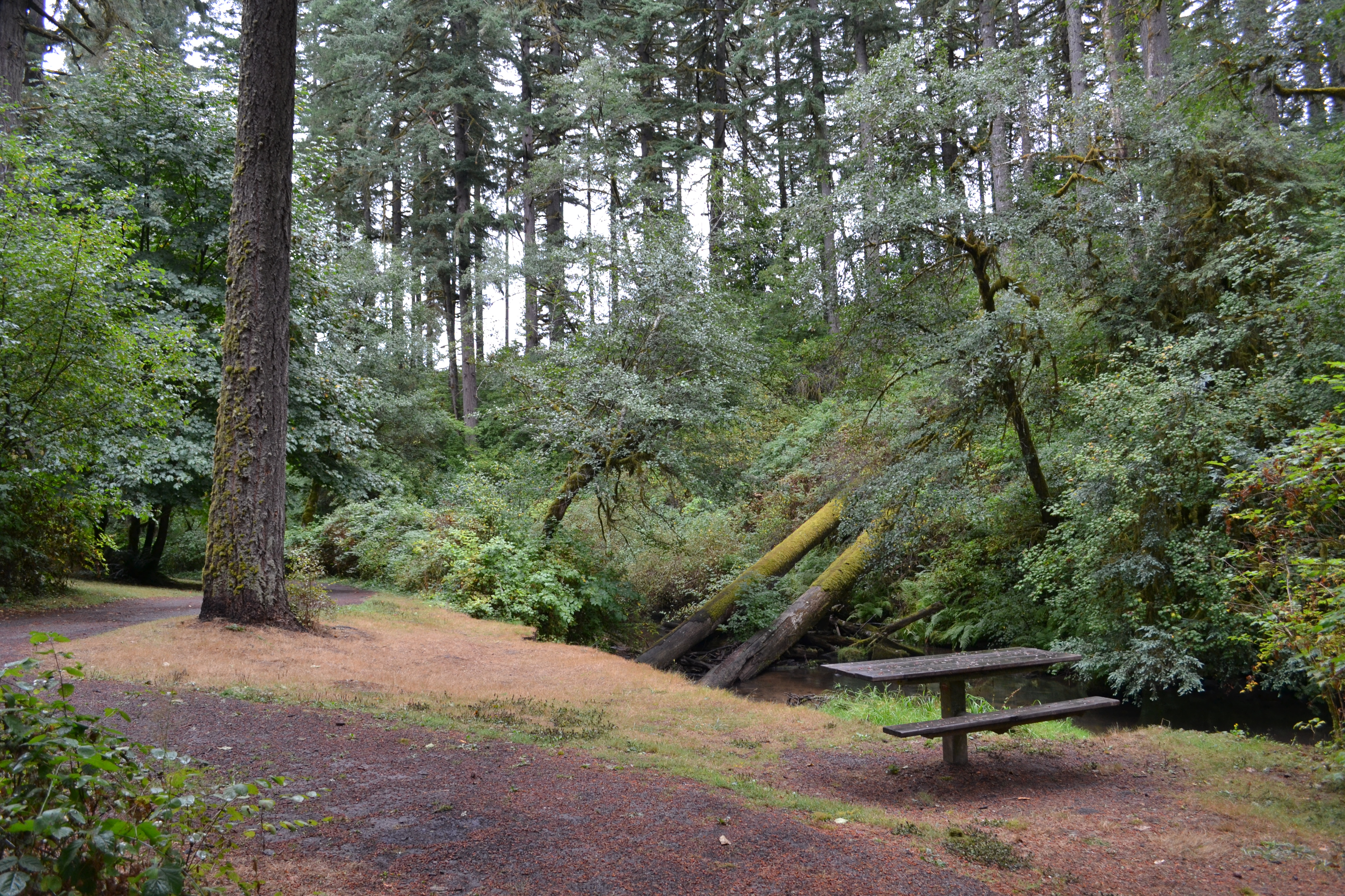 Alderwood State Wayside State Park