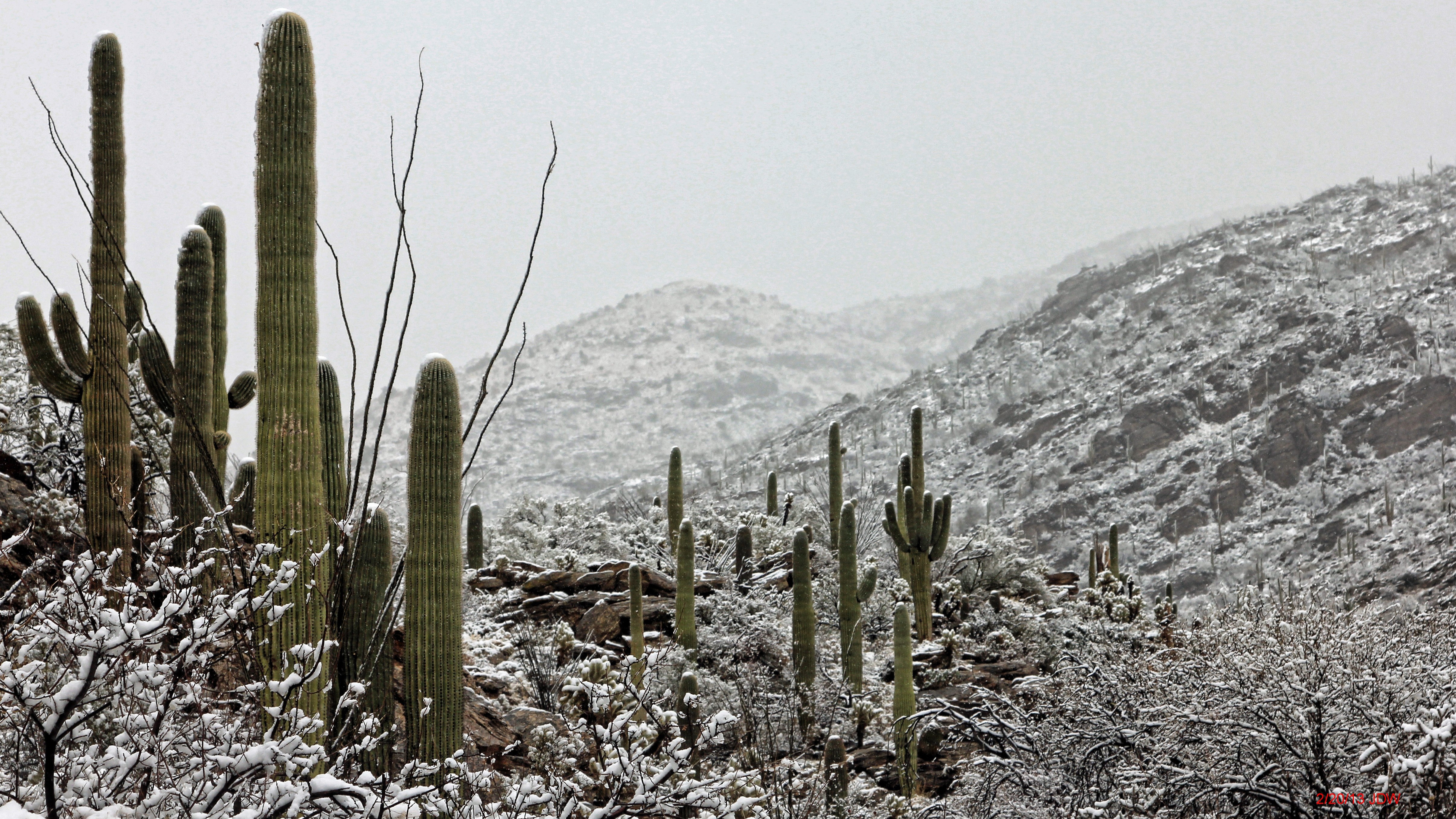 Saguaro National Park