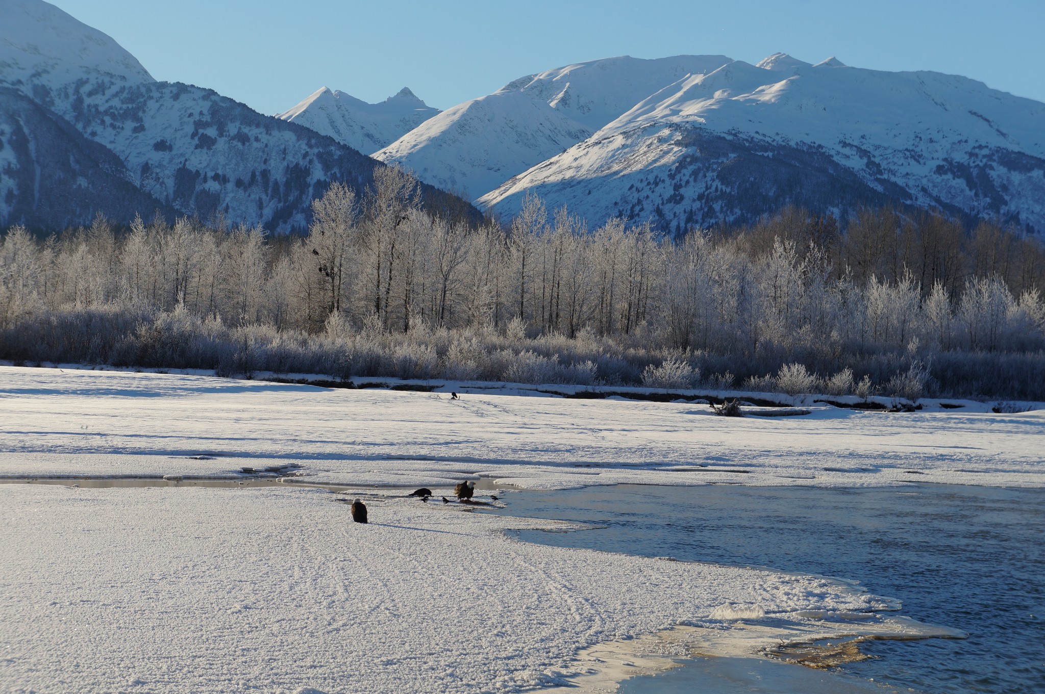 Alaska Chilkat Bald Eagle Preserve State Park