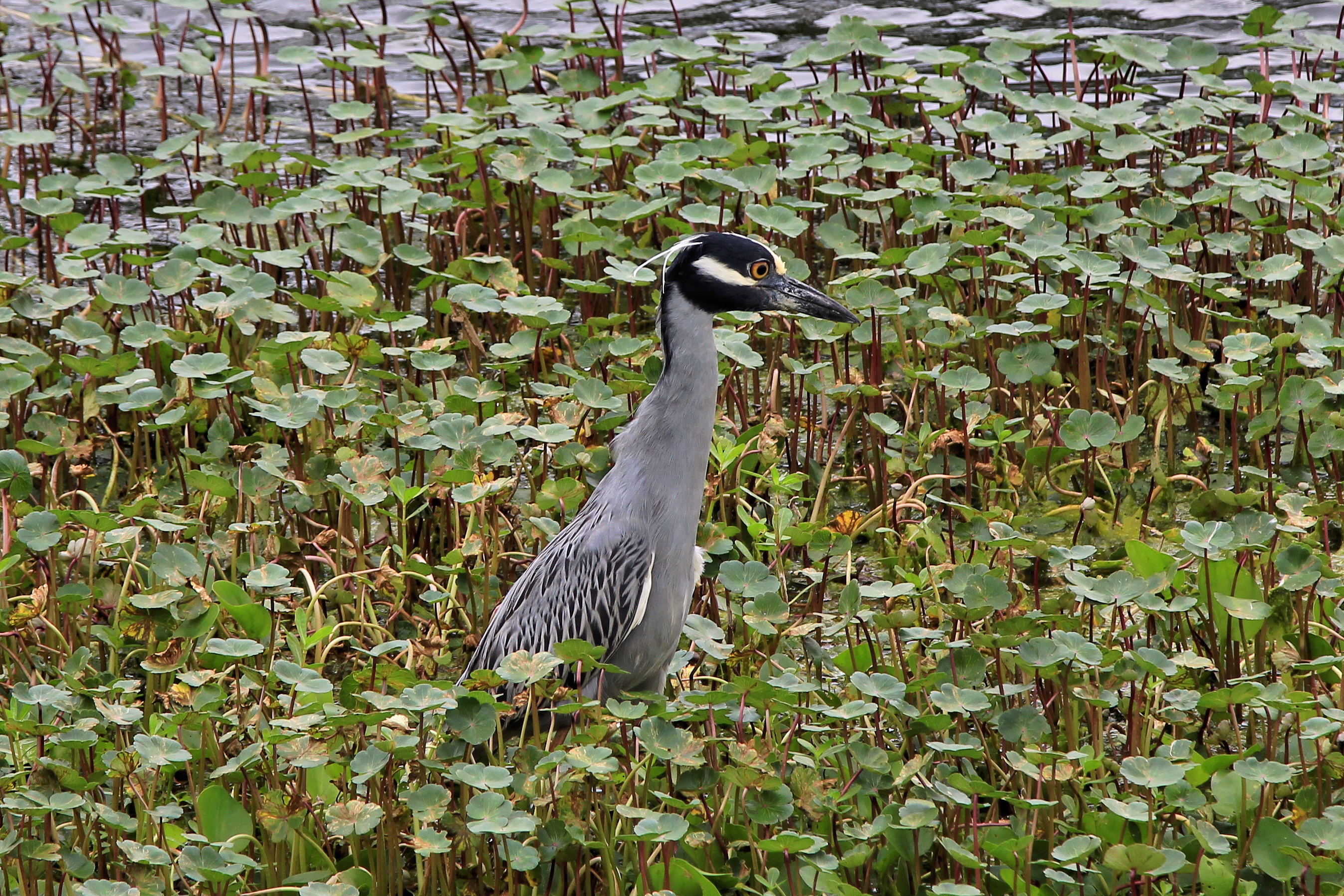 Brazos Bend State Park