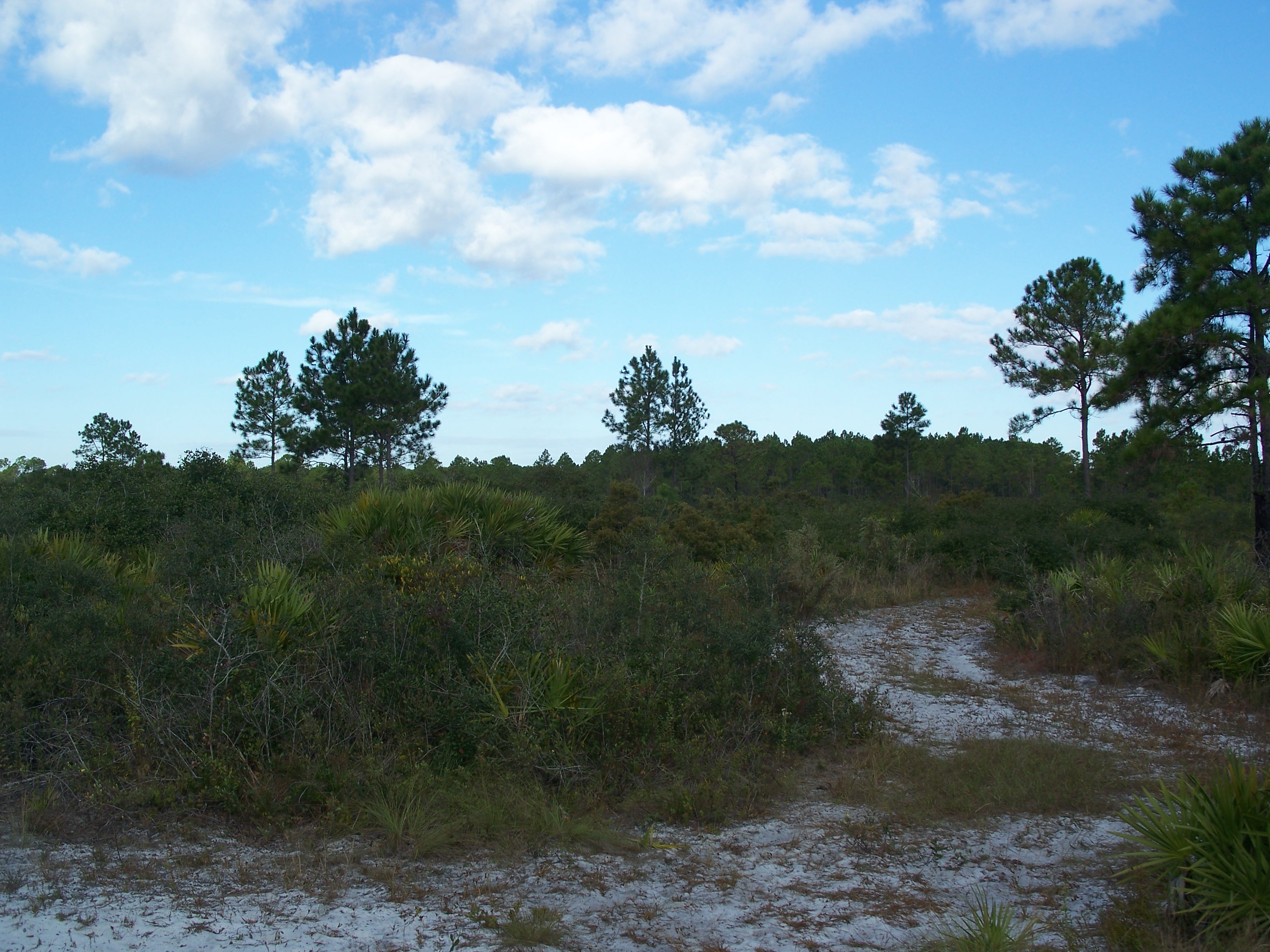 Pumpkin Hill Creek Preserve State Park