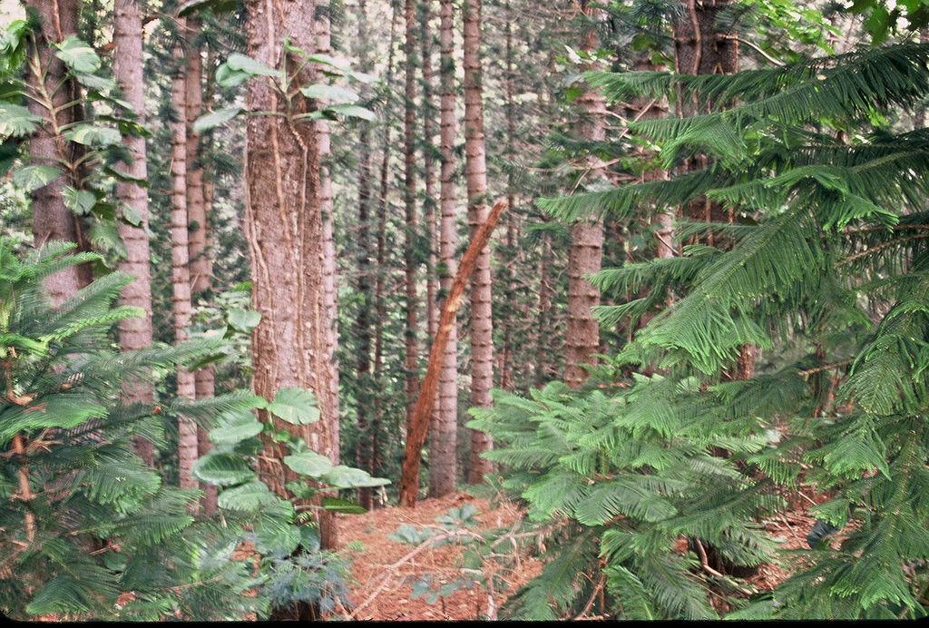 Keaʻiwa Heiau State Recreation Area State Park