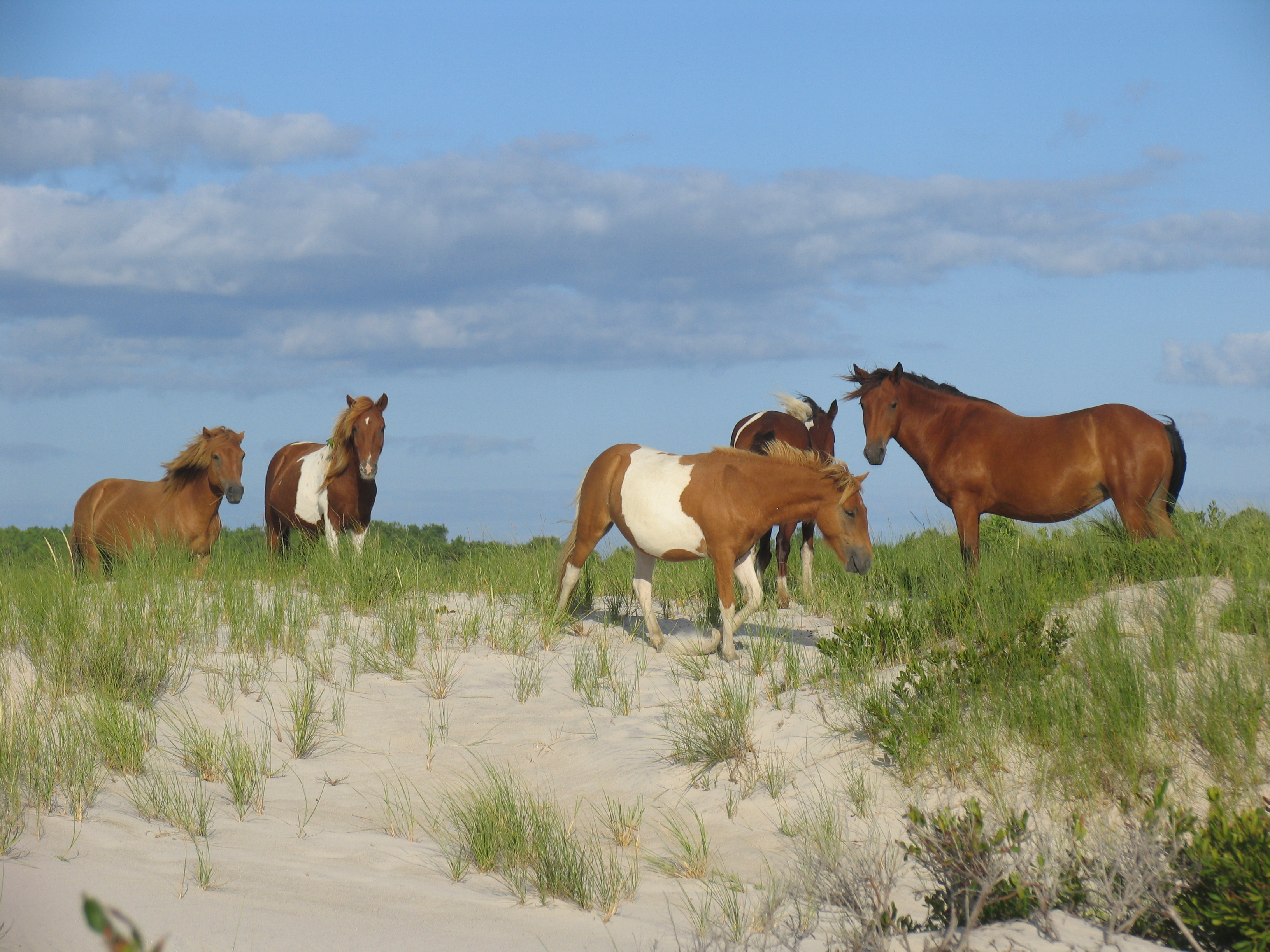 Assateague Island National Seashore