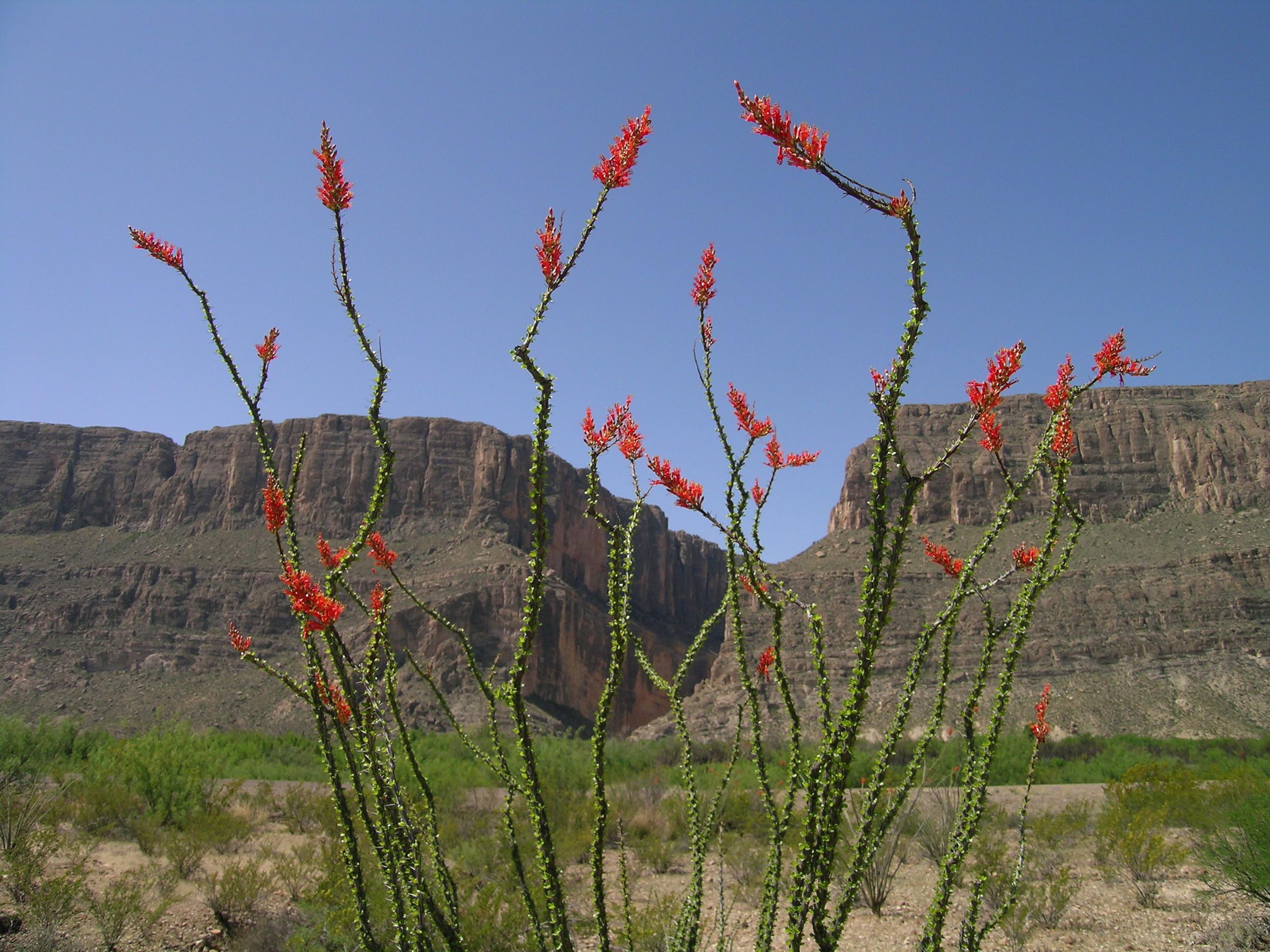 Big Bend National Park