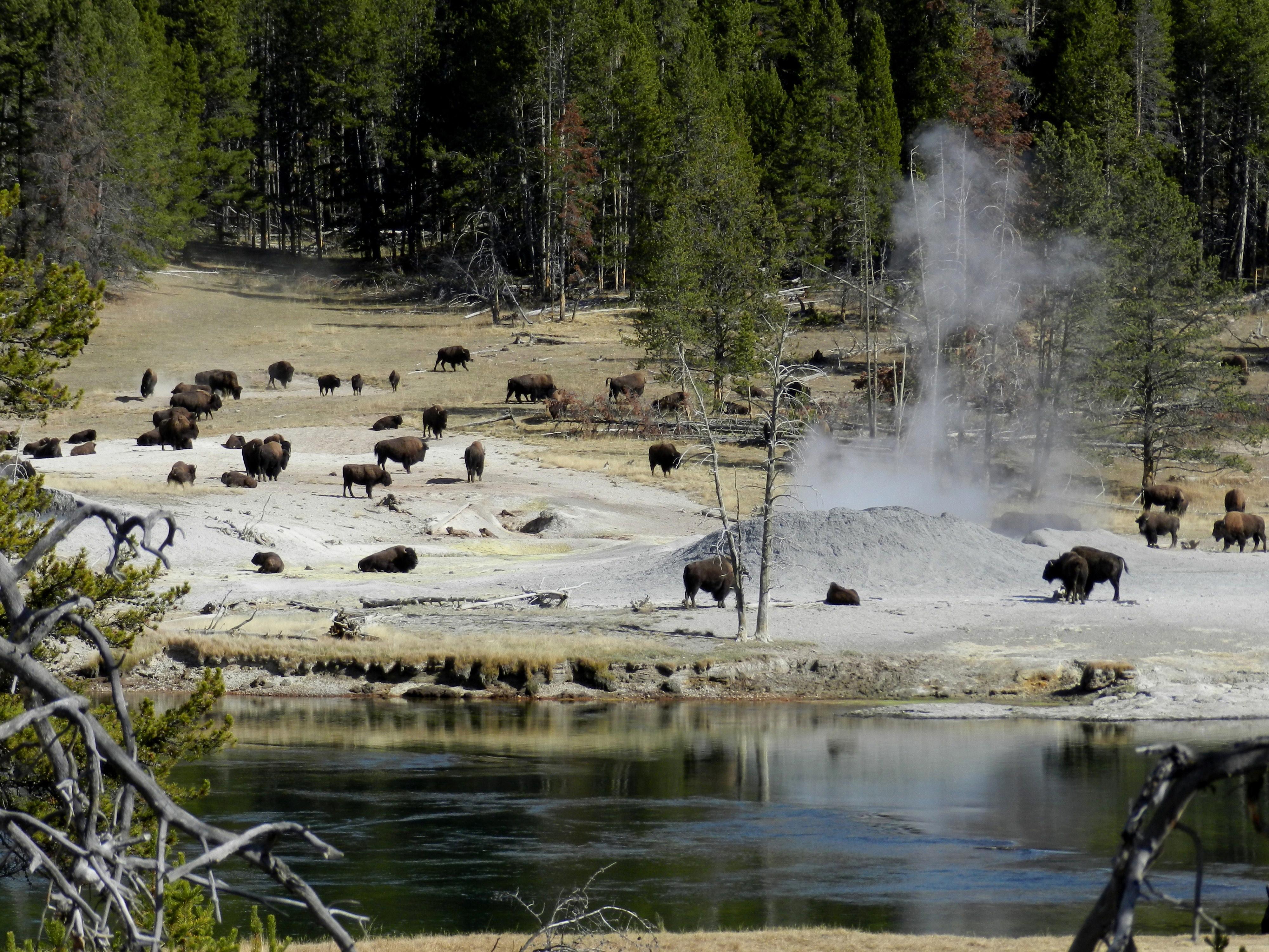 Yellowstone National Park