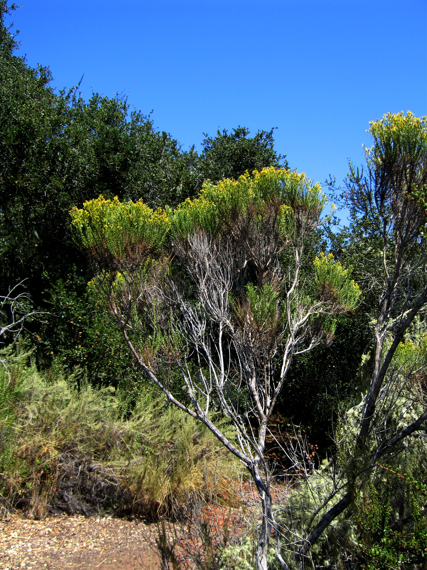 Los Osos Oaks State Natural Reserve State Park