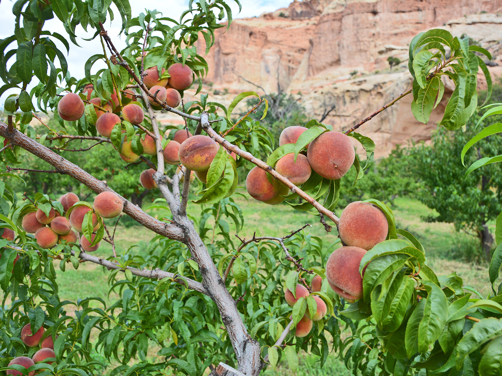 Capitol Reef National Park