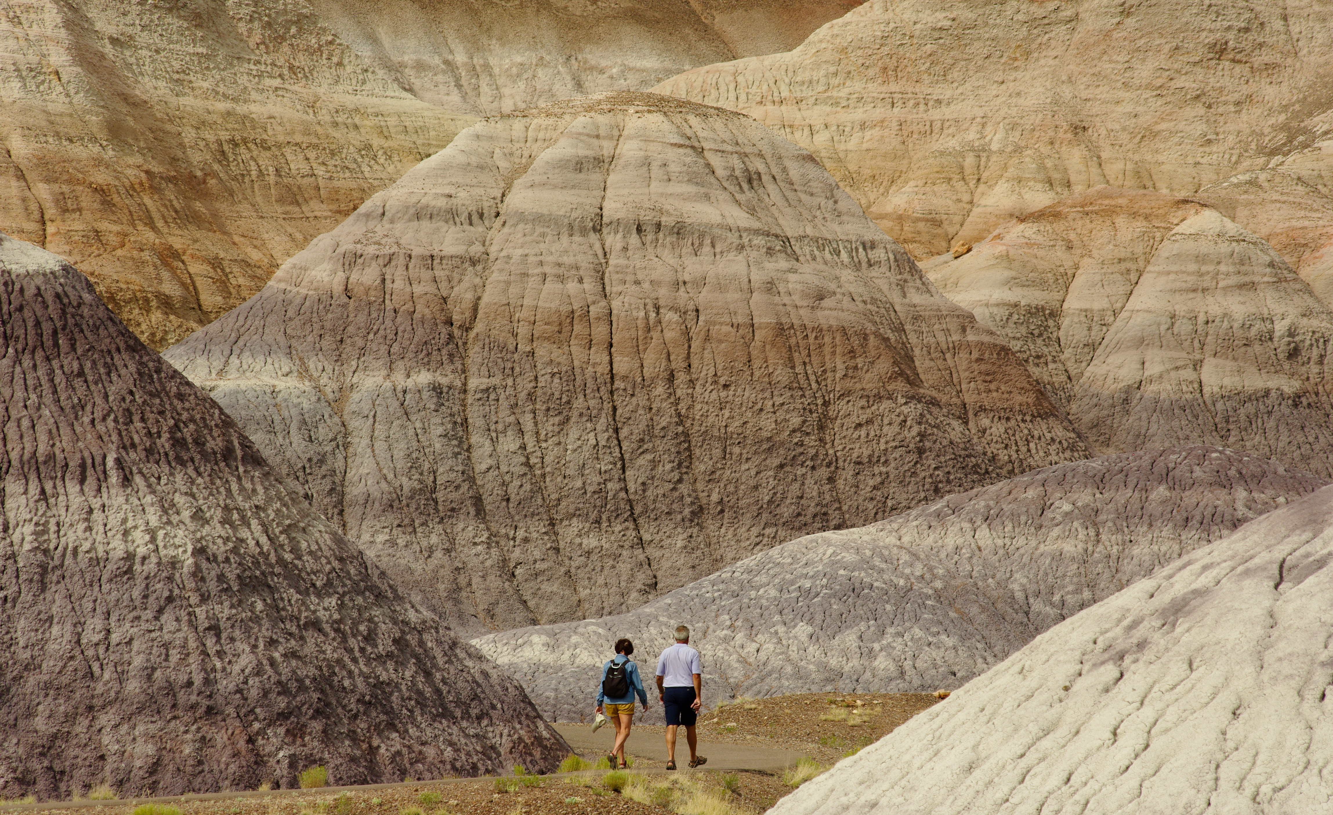 Petrified Forest National Park
