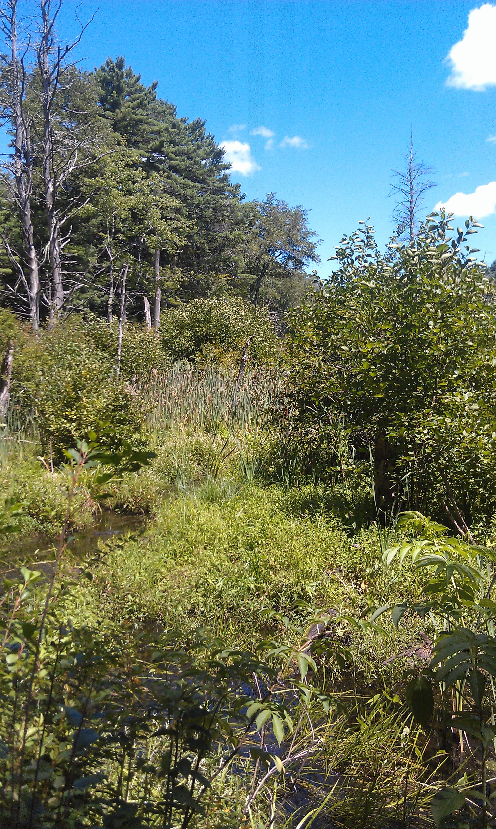 Willowdale State Forest State Park
