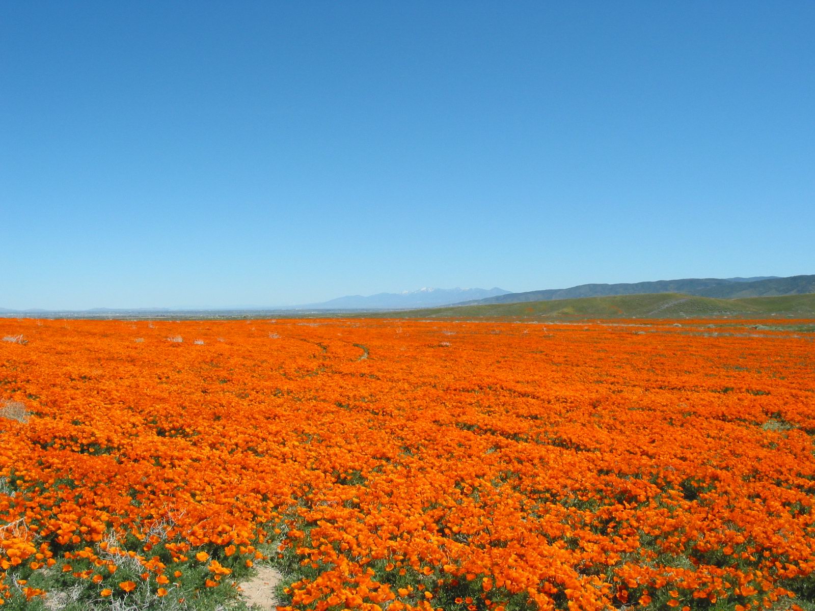 Antelope Valley California Poppy Reserve State Park