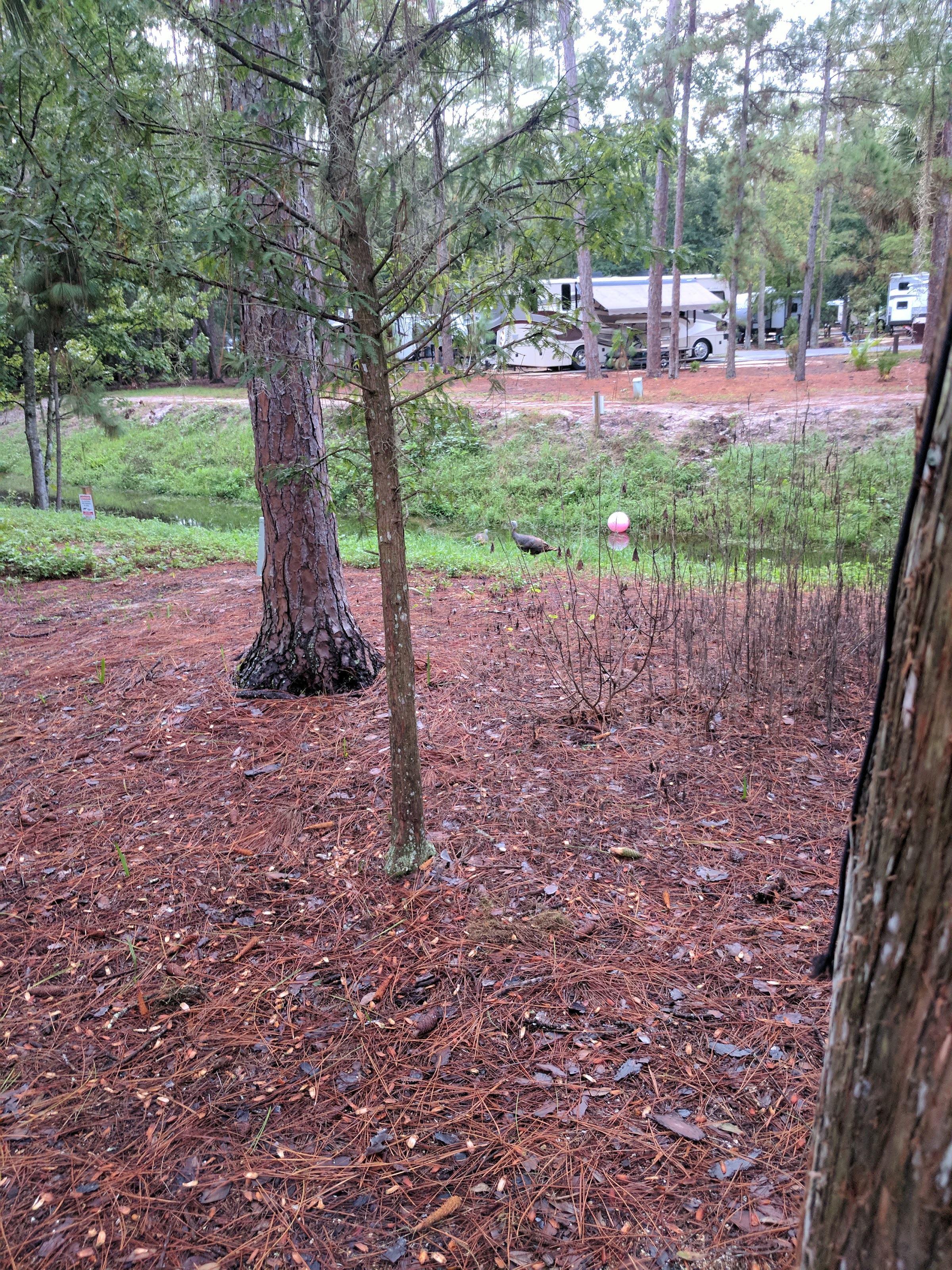 Loop 2000 at Disney's Fort Wilderness Resort & Campground