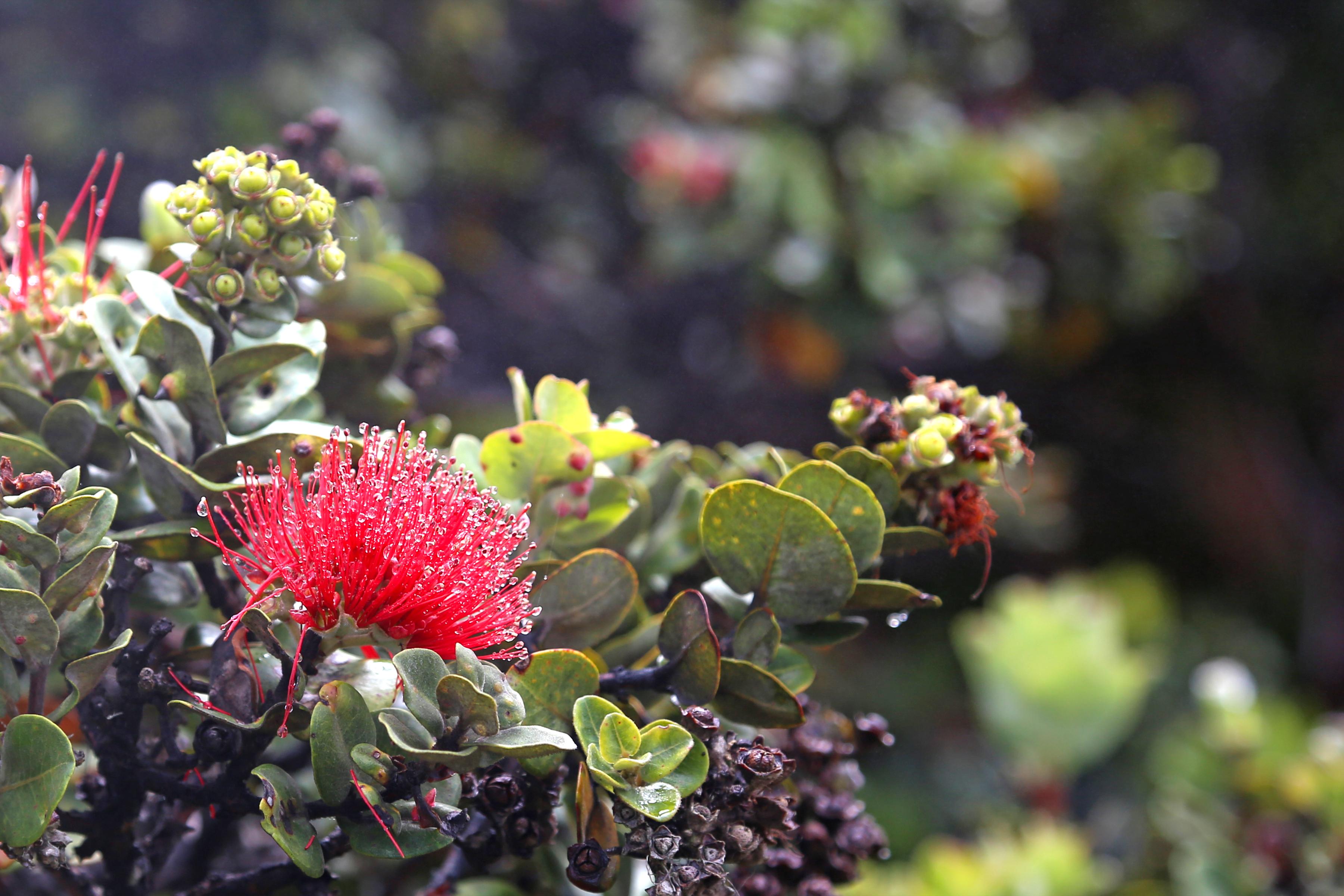 Hawaiʻi Volcanoes National Park