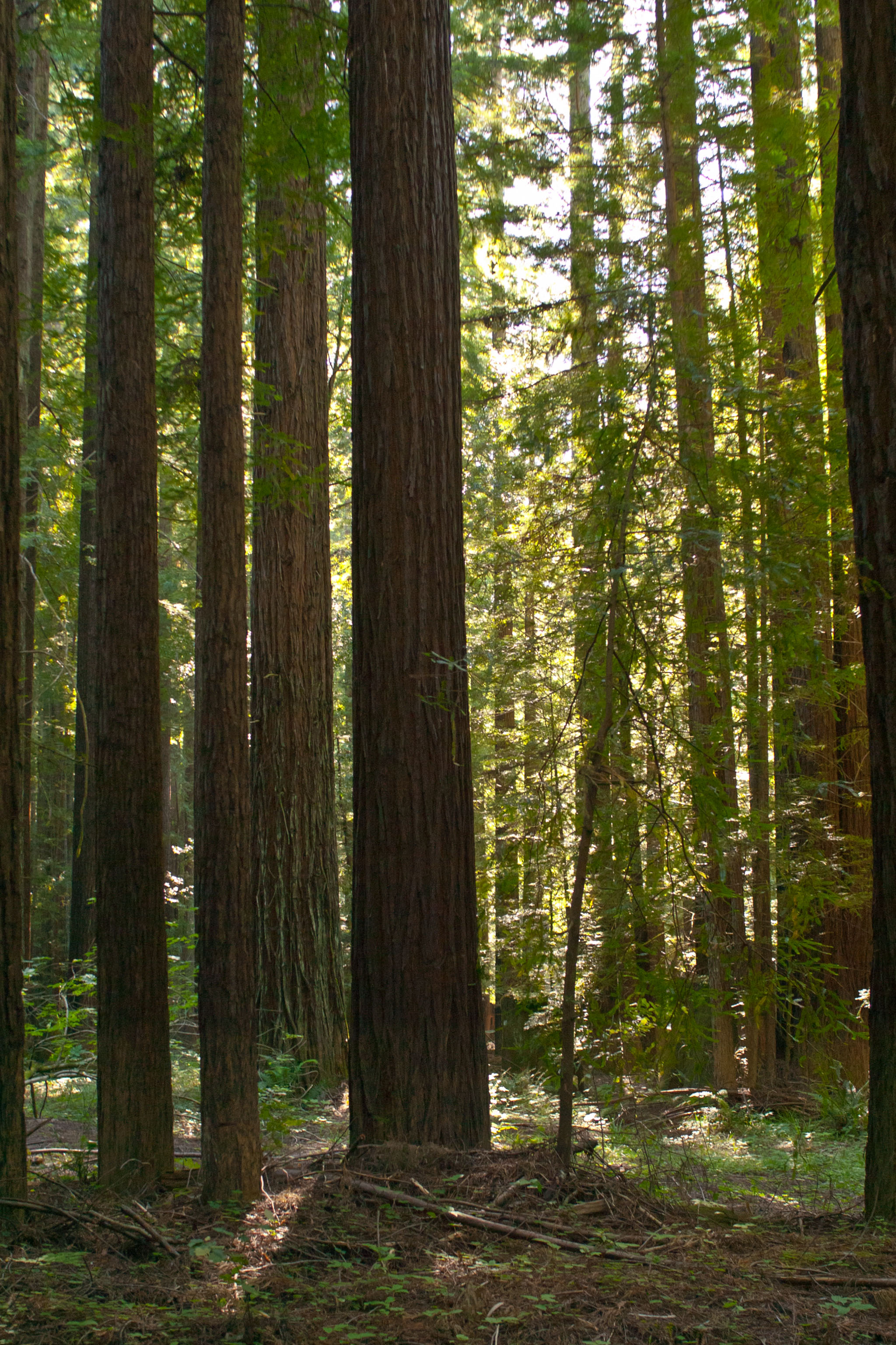 Navarro River Redwoods State Park