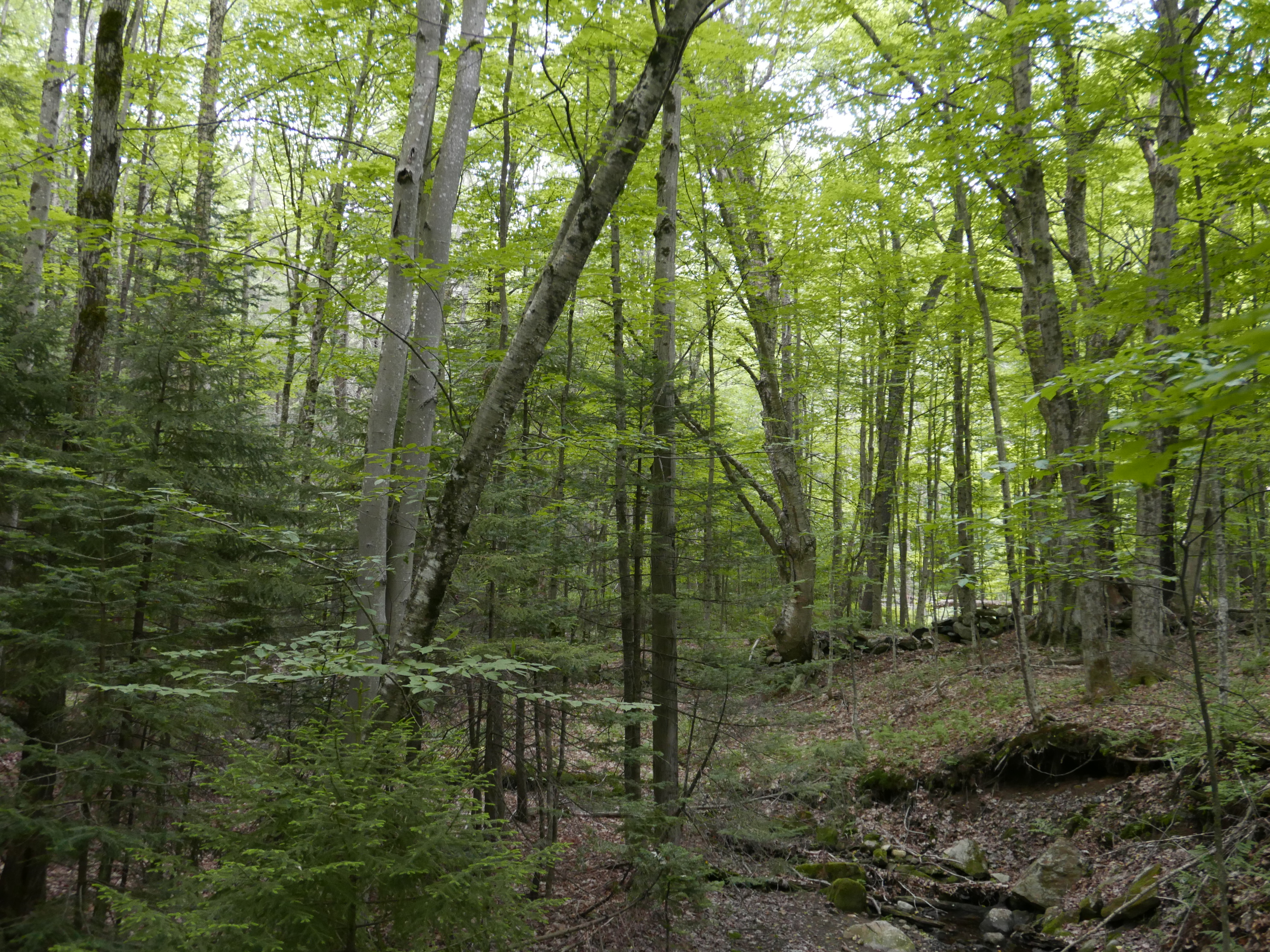 Molly Stark State Park